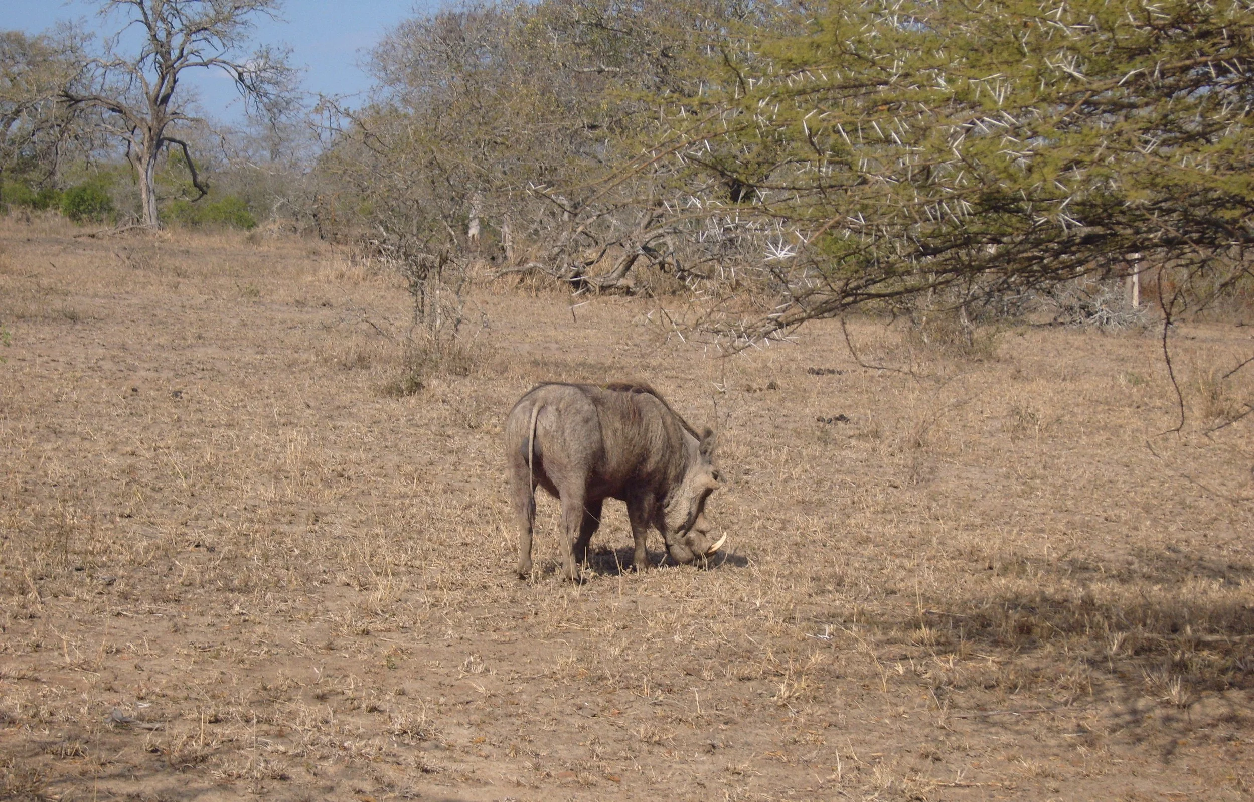 2009-6-18 COKIE'S IMAGES - MADAGASCAR AND AFRICA (22).JPG