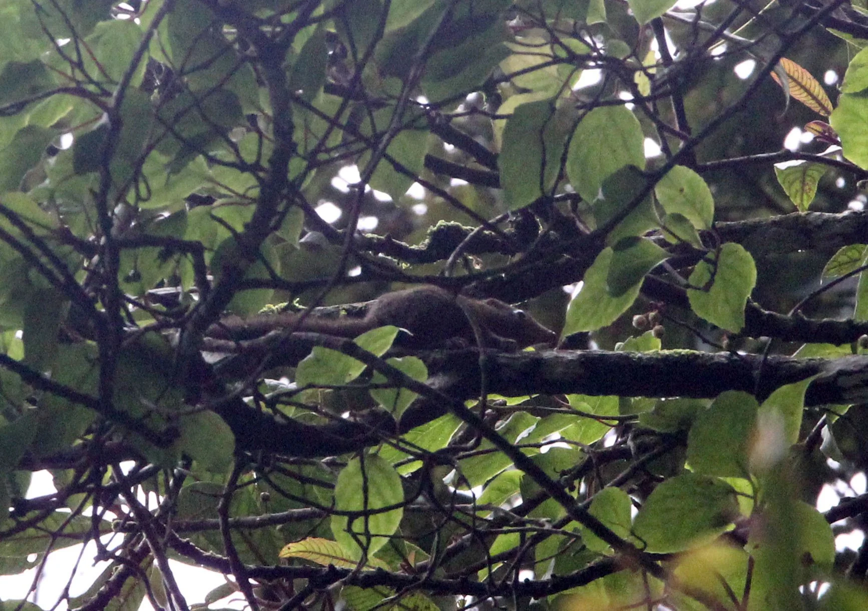 Tupaia javanica - HORSFIELD'S (JAVAN) TREESHREW - GEDE NATIONAL PARK JAVA BARAT INDONESIA (5).JPG