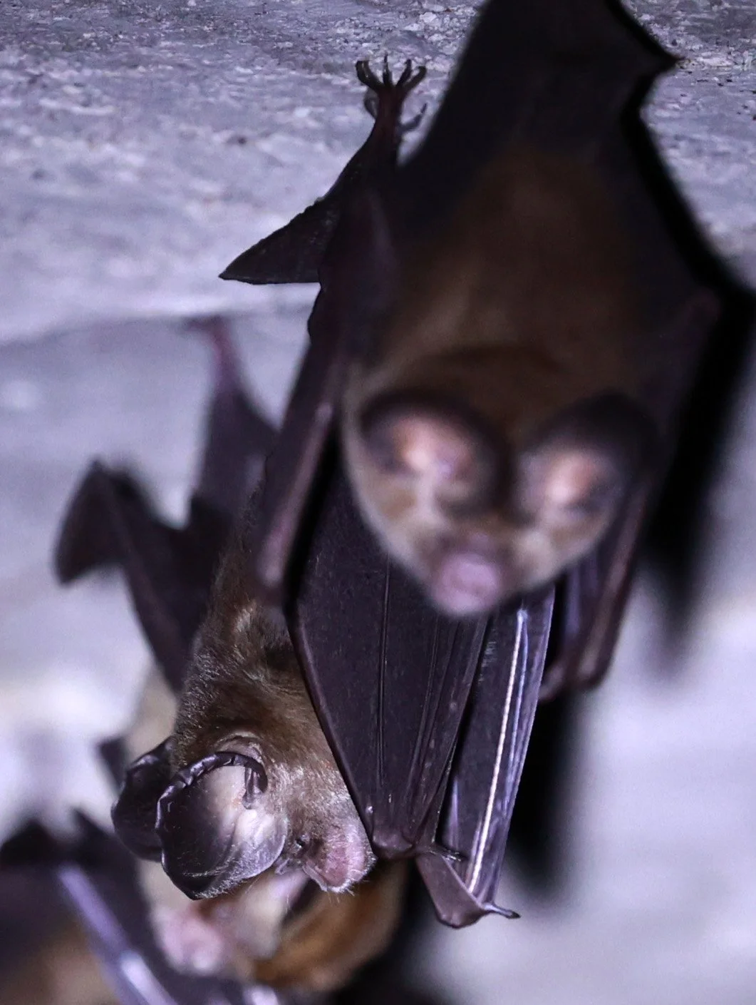 Hipposideros gentilis 