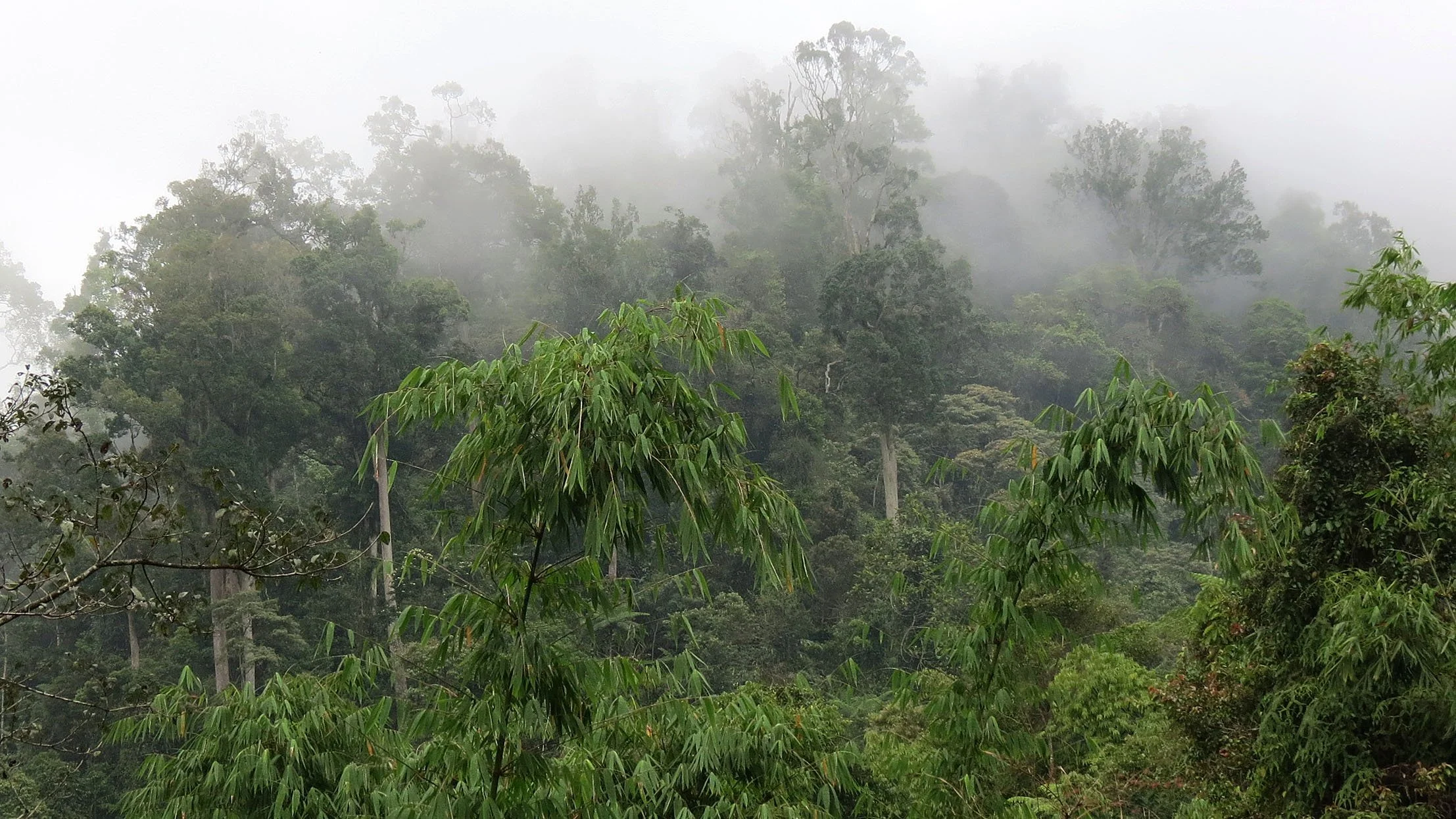 HALIMUN  NATIONAL PARK - JAVA BARAT INDONESIA (43).JPG