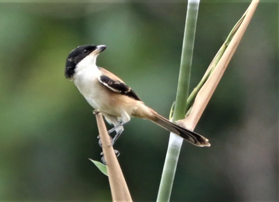 Long-tailed Shrike (Lanius schach) Doi Lang Doi Pha Hom Pok Chiang Mai (4).jpg