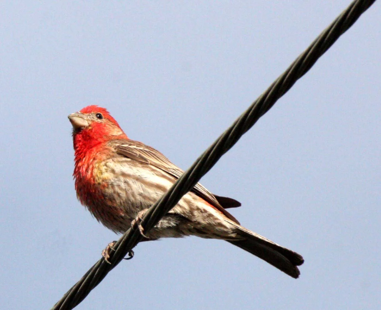House Finch (Haemorhous mexicanus) Loreto Baja Mexico (2).JPG