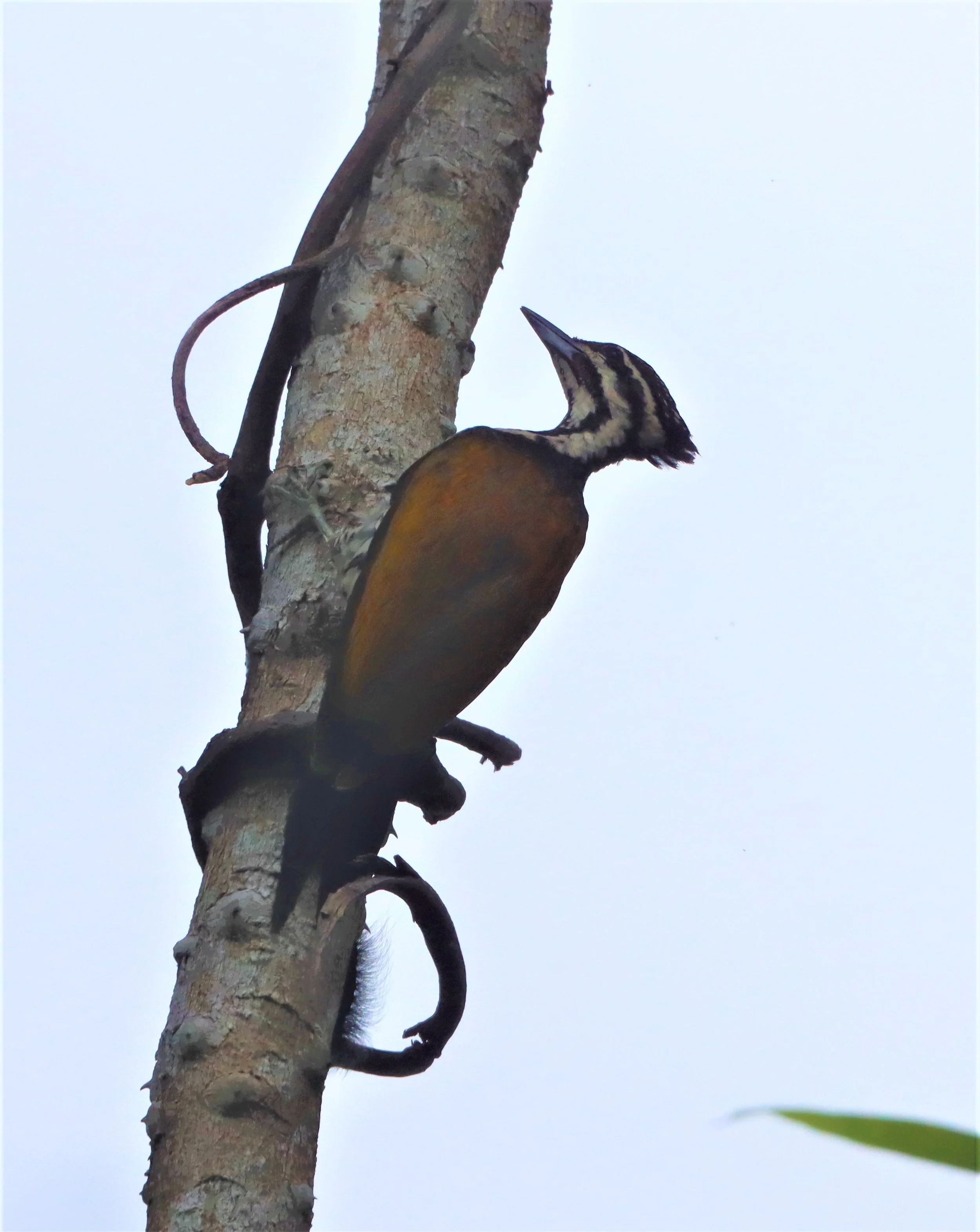 WOODPECKER - COMMON FLAMEBACK - Dinopium javenense - KAENG KRACHAN NATIONAL PARK JUNE 25, 2021 (1).jpg