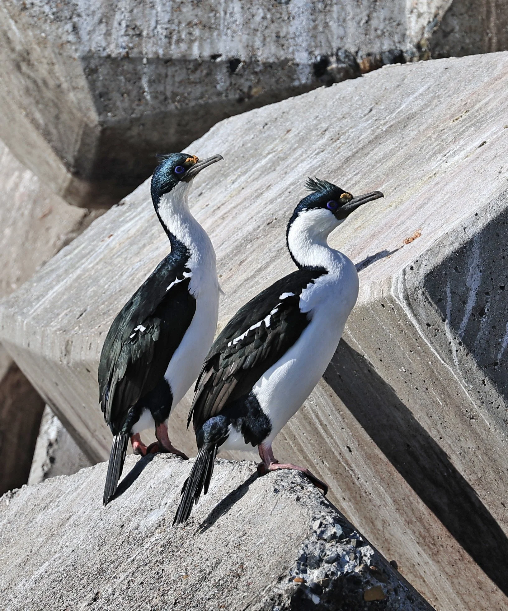 Imperial Cormorant (Phalacrocorax atriceps) Puerto Rawson Argentina (21).jpg