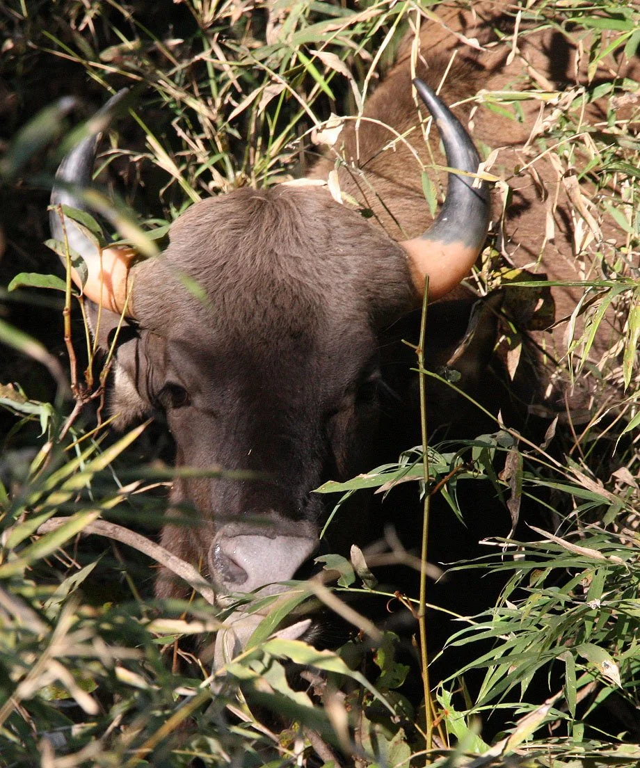 GAUR - INDIAN GAUR - Bos gaurus gaurus - KANHA NATIONAL PARK MADHYA PRADESH INDIA (74).JPG
