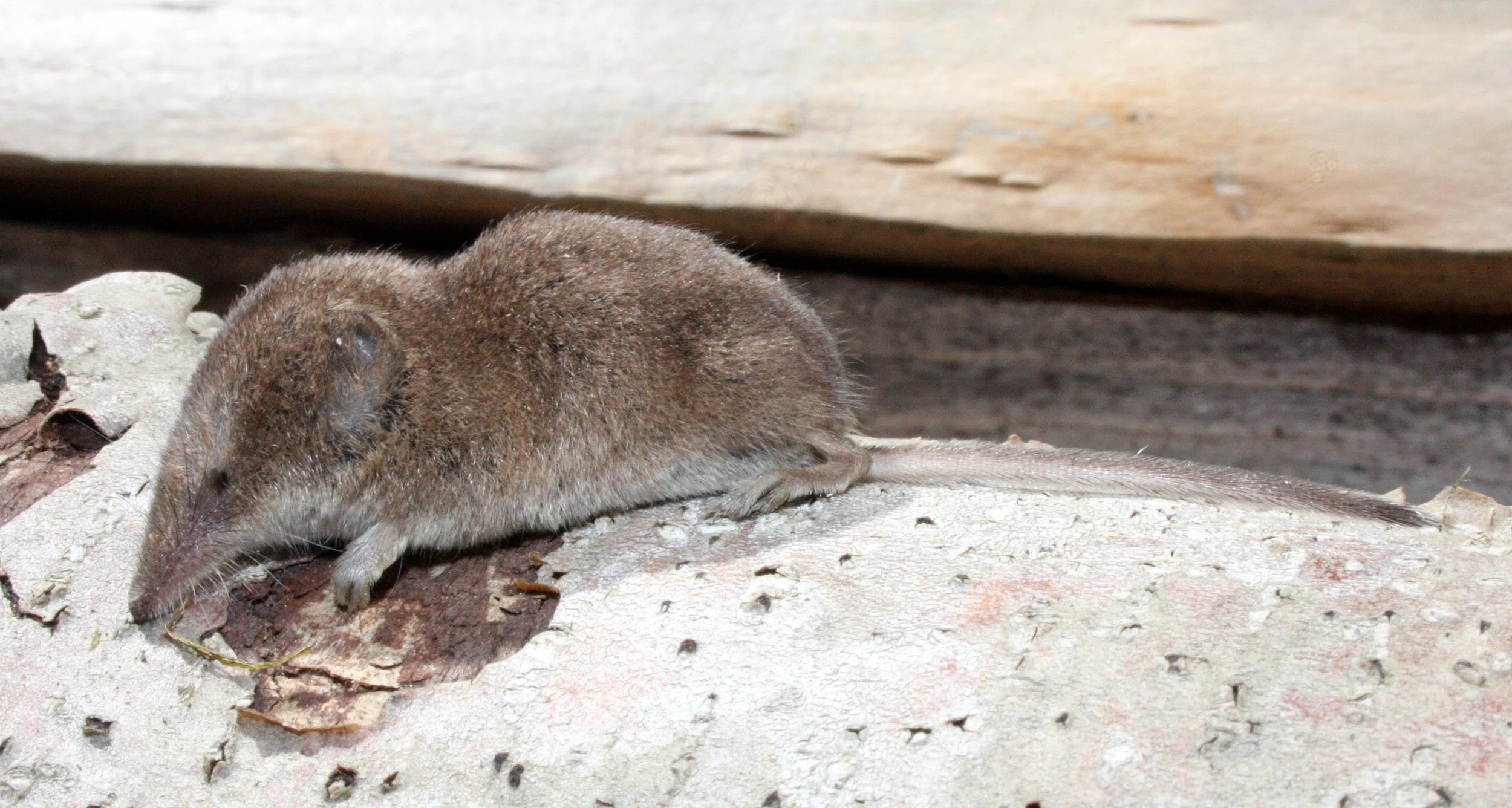 INSECTIVORE - SHREW - VAGRANT SHREW - SOREX VAGRANS - LAKE FARM TRAILS NEAR CREAK, WASHINGTON (5).JPG