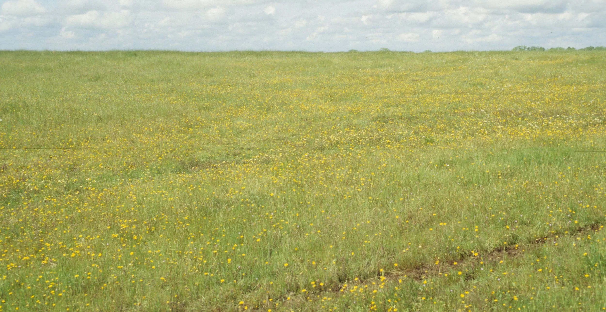 MONTANA - GLACIER - YELLOW FLOWERED FIELD (3).jpg