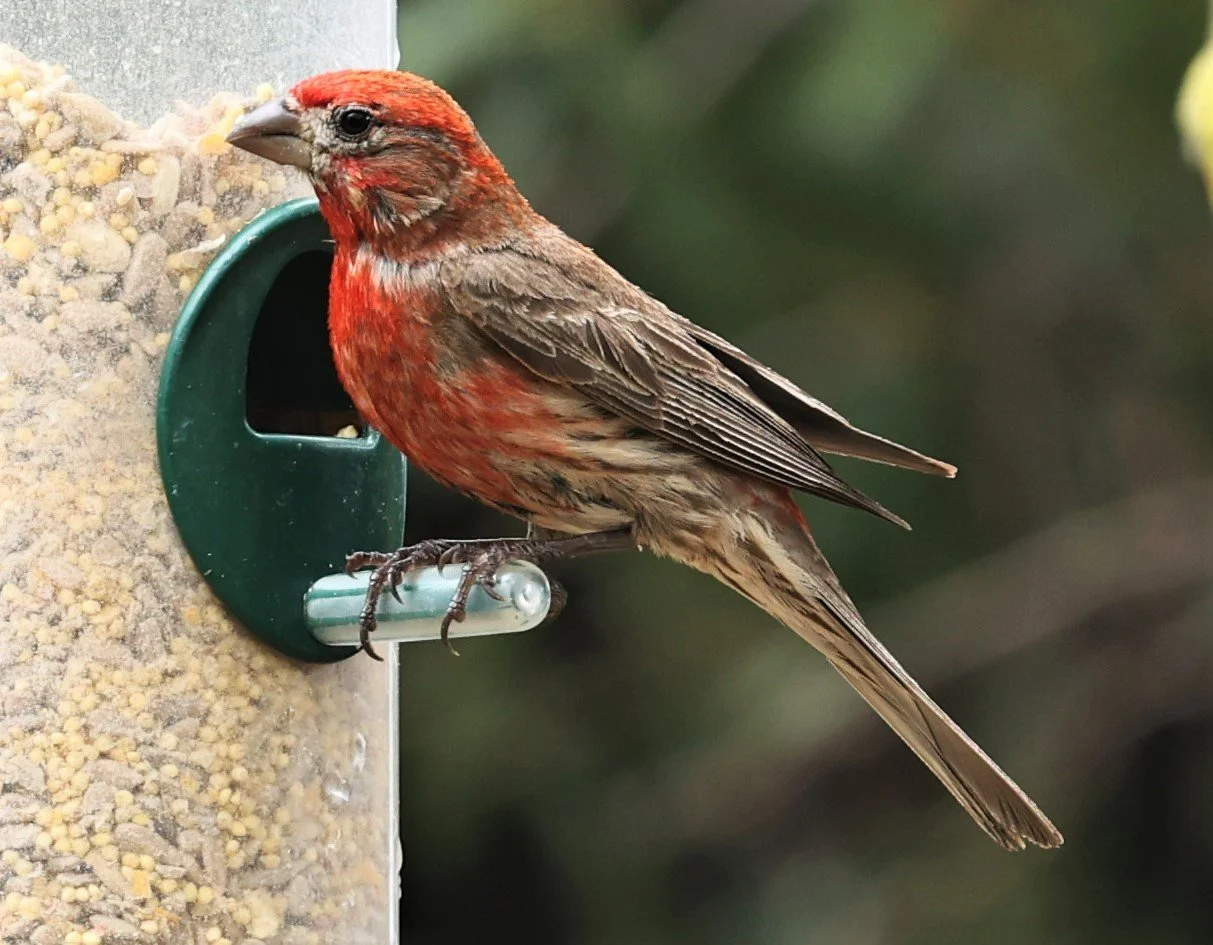House Finch (Haemorhous mexicanus) Ash Canyon Arizona (3).jpg