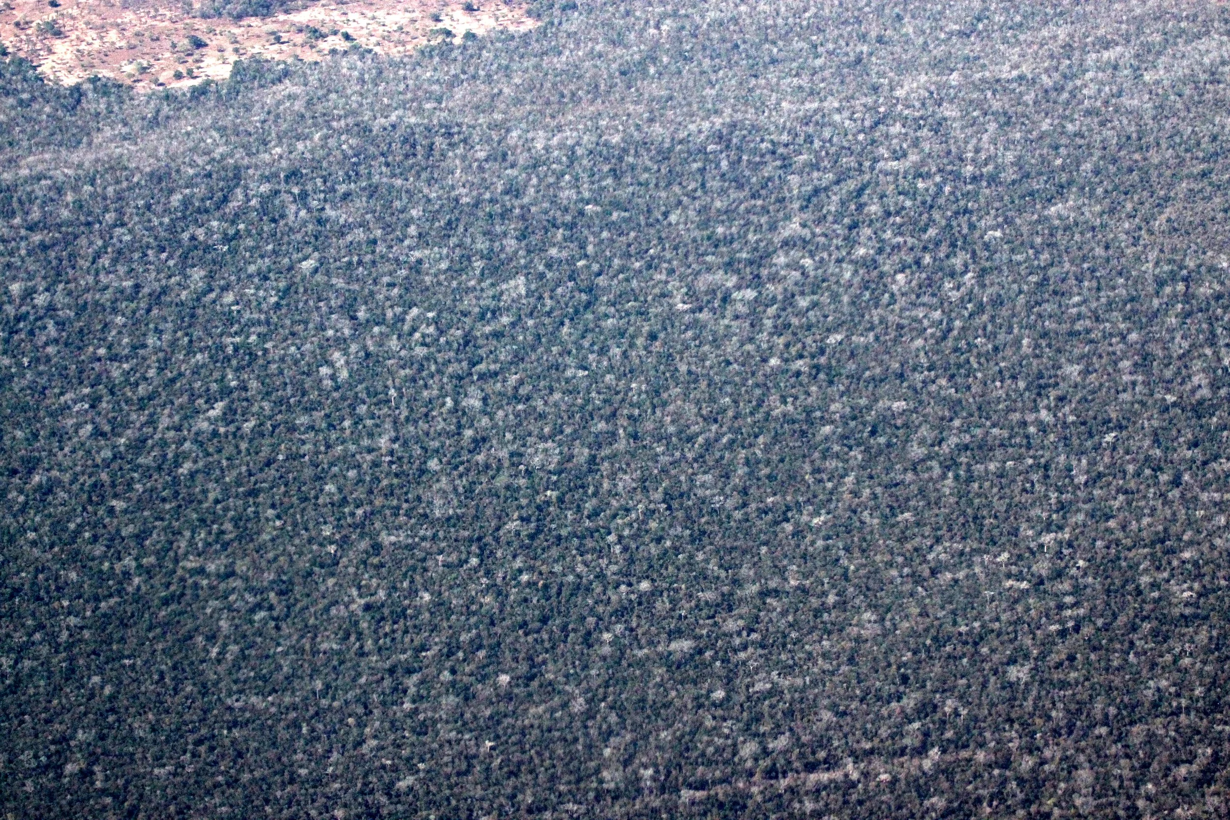 KIRINDY NATIONAL PARK - MADAGASCAR - DRY FOREST FROM THE AIR (4).JPG