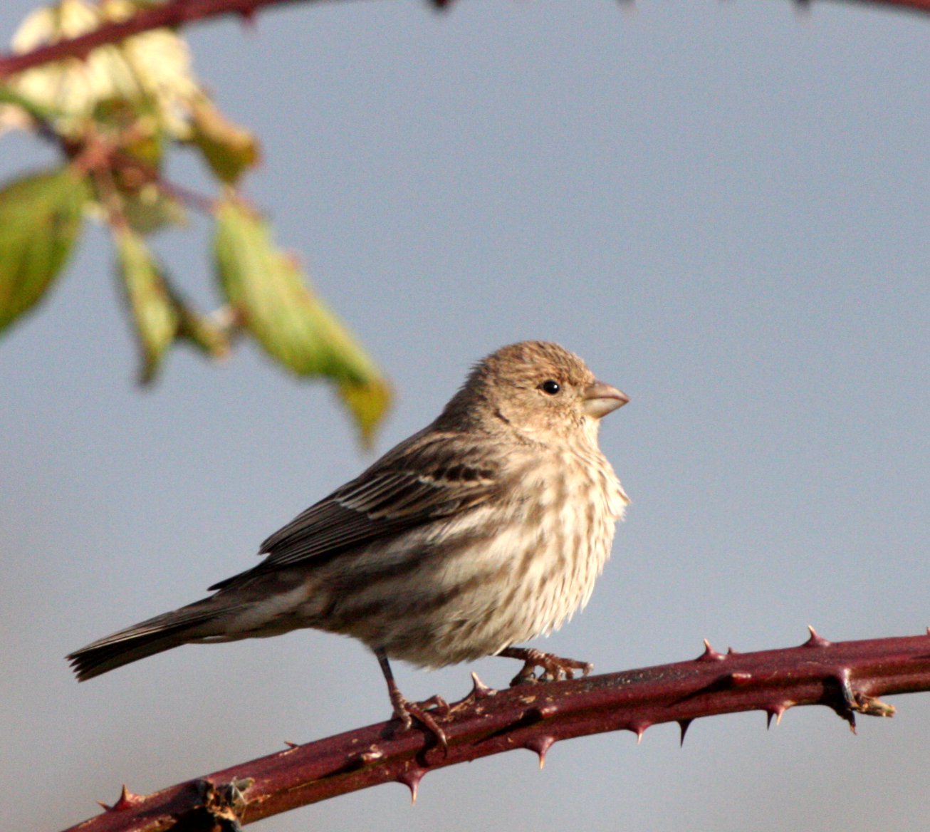 House Finch (Haemorhous mexicanus) Jamestown Washington (3).JPG