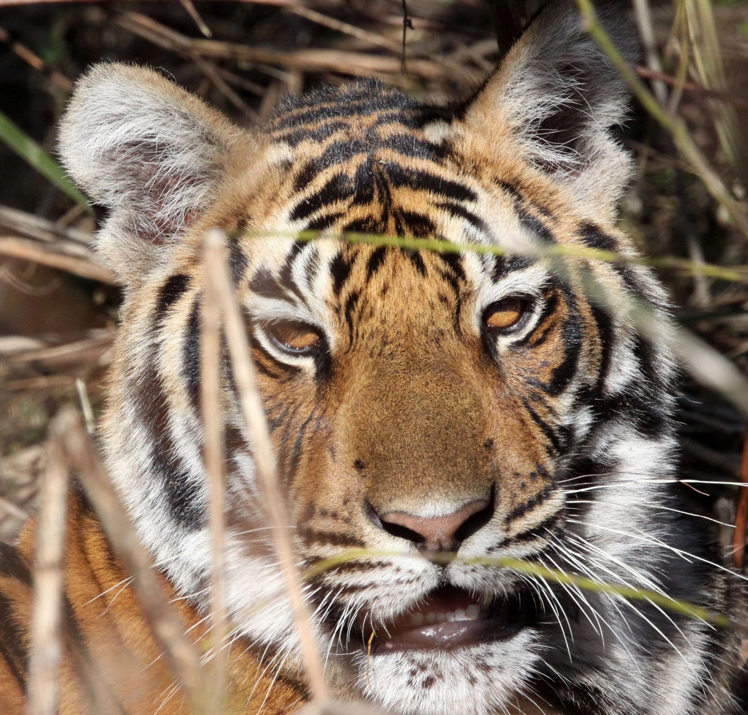 Panthera tigris tigris - BENGAL TIGER - KANHA NATIONAL PARK MADHYA PRADESH INDIA (122).JPG