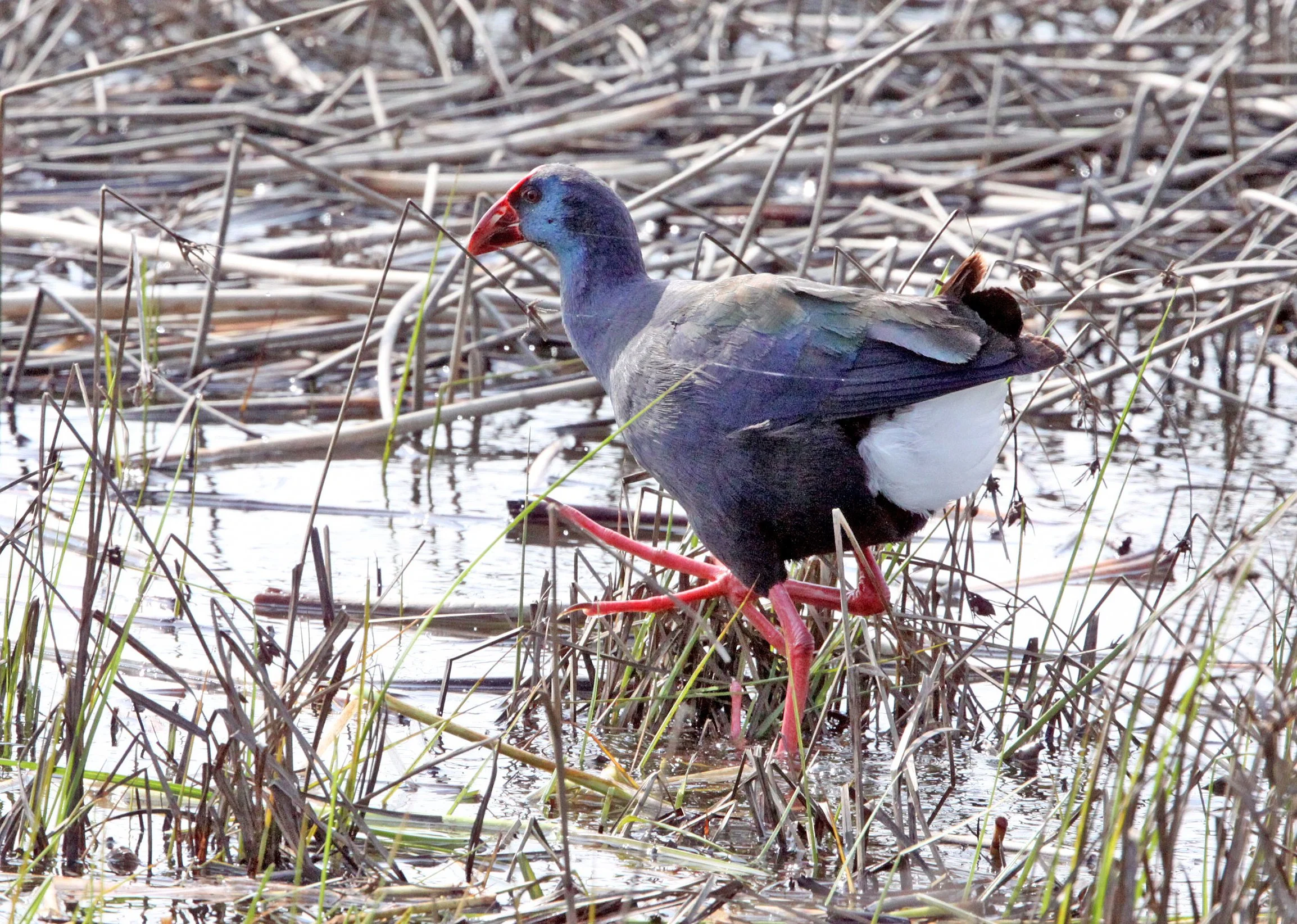 African Purple Swamphen or Gallinule (Porphyrio madagascariensis) Eland's Bay South Africa (5).JPG