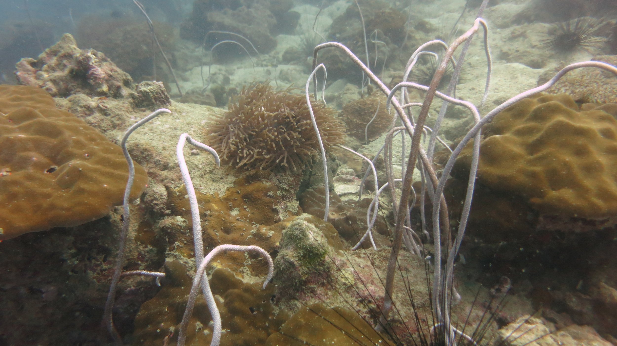 2016 BPS Satthahip Dive Trip with Marine Conservation Club (84).JPG
