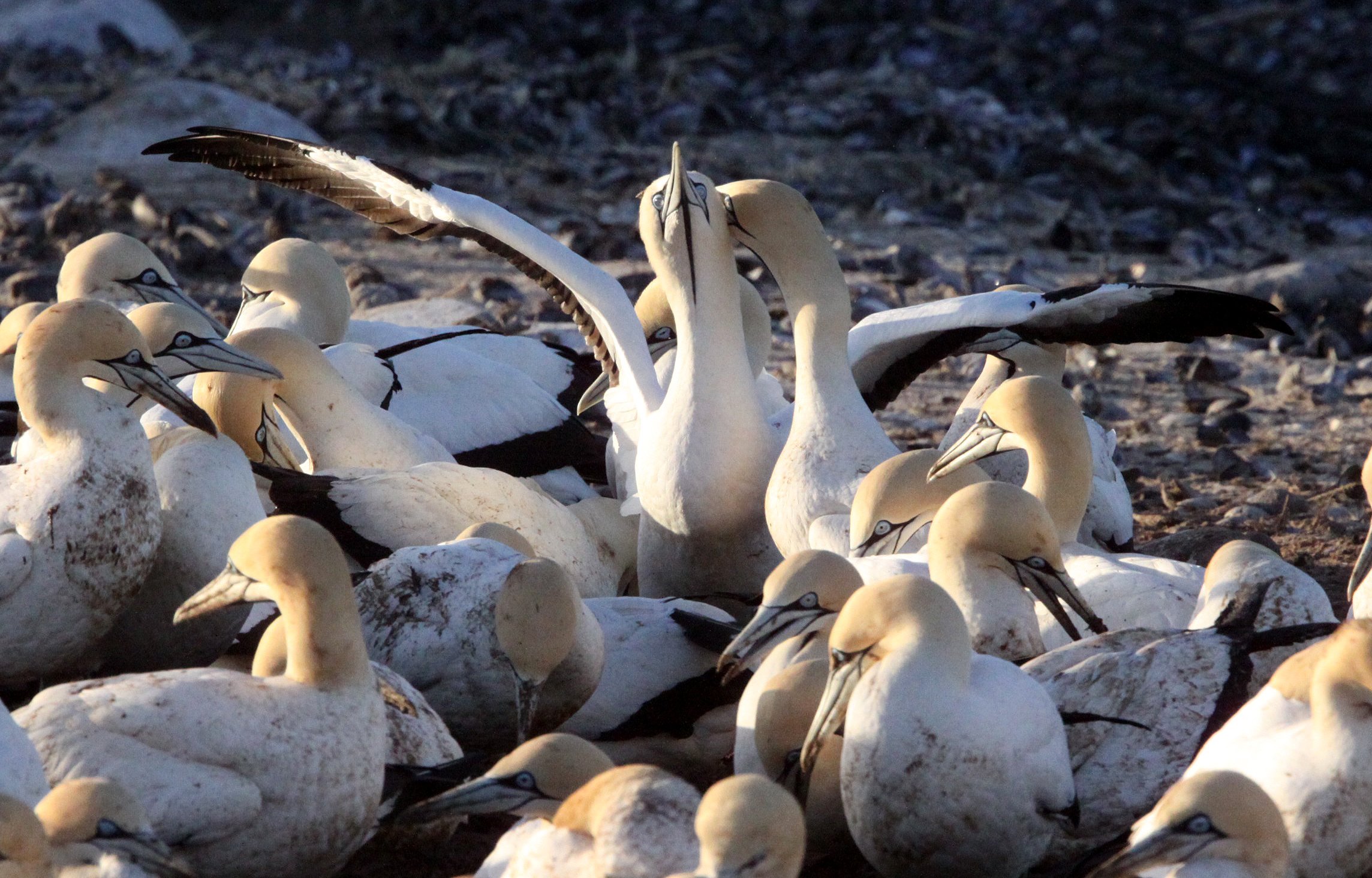 Cape gannet (Morus capensis) Lambert's Bay South Africa (102).JPG
