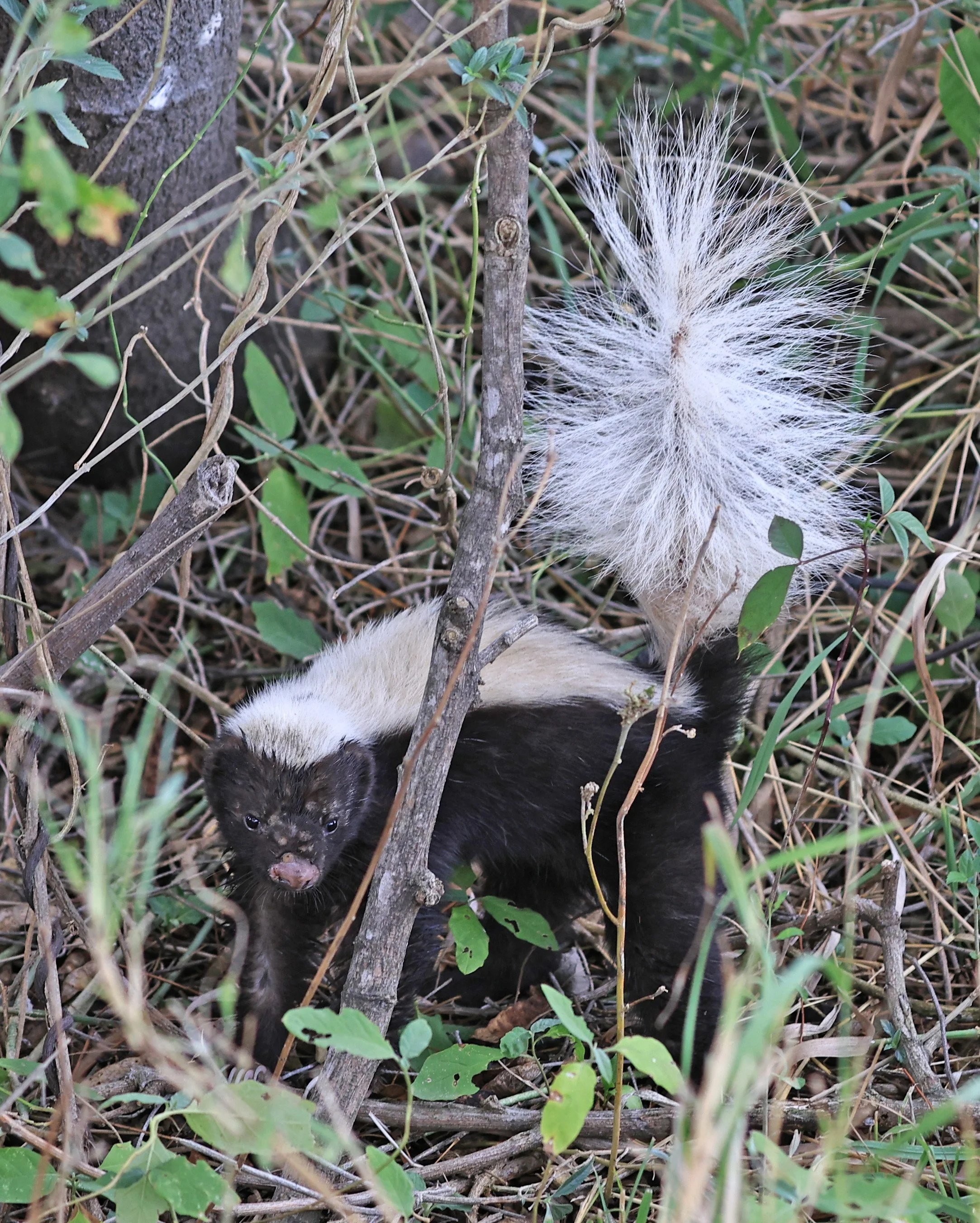 Molina's Hog-nosed Skunk (Conepatus chinga) Estancia Campo'i Paraguay  (13).jpg
