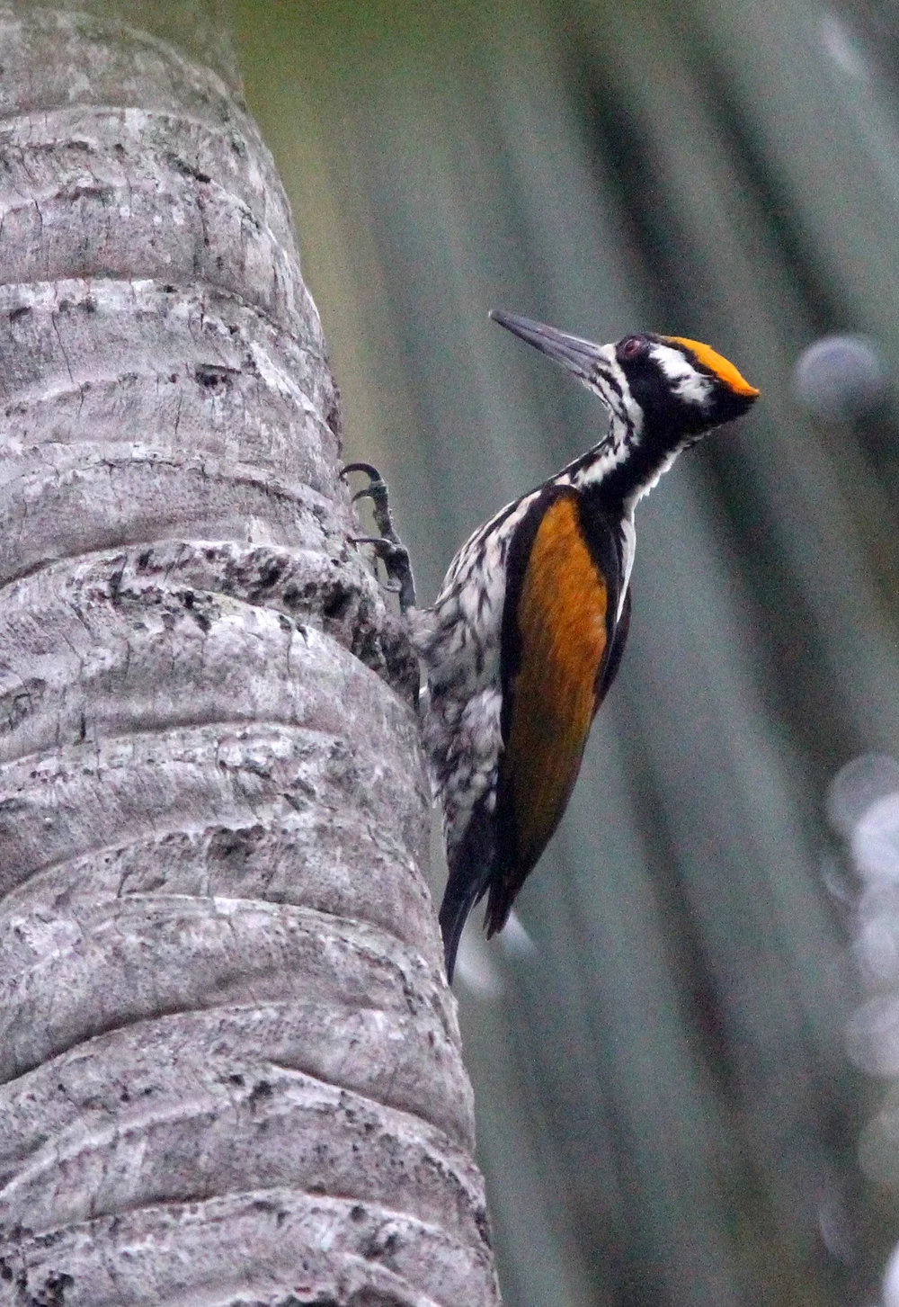 Family Picidae, Woodpeckers — Coke Smith Wildlife