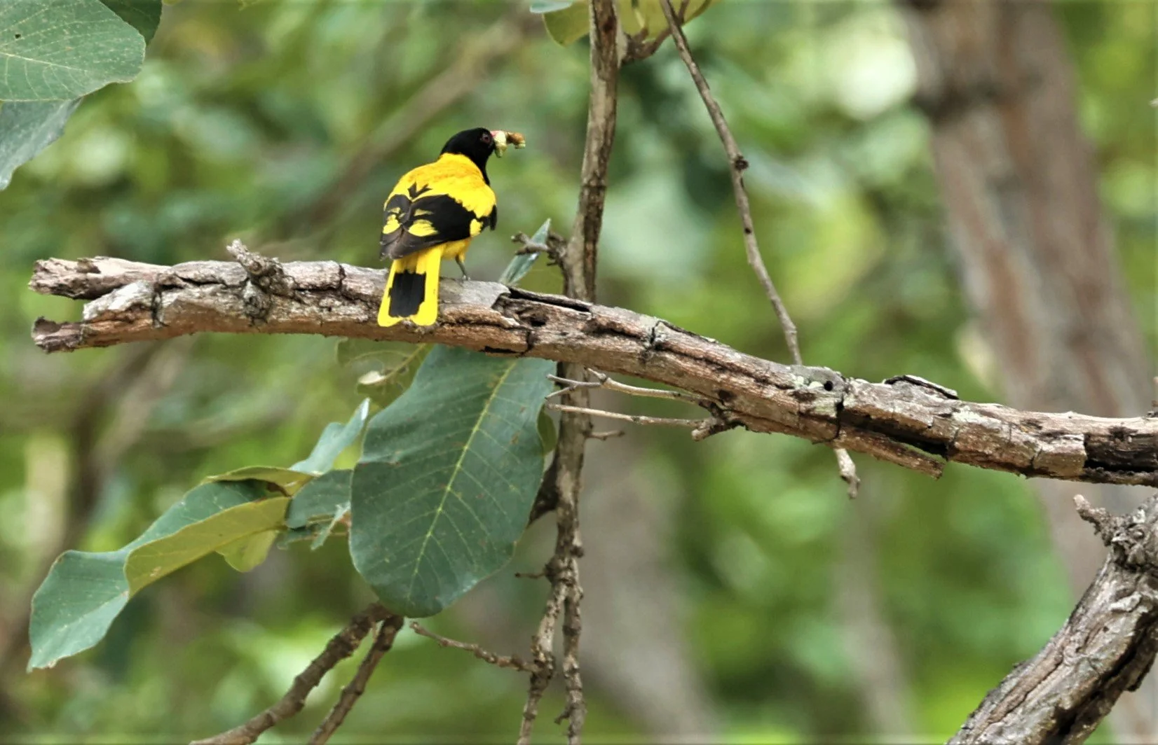 Black-hooded Oriole (Oriolus xanthornus) Huai Kha Khaeng Wildlife Sanctuary Thailand (2).jpg
