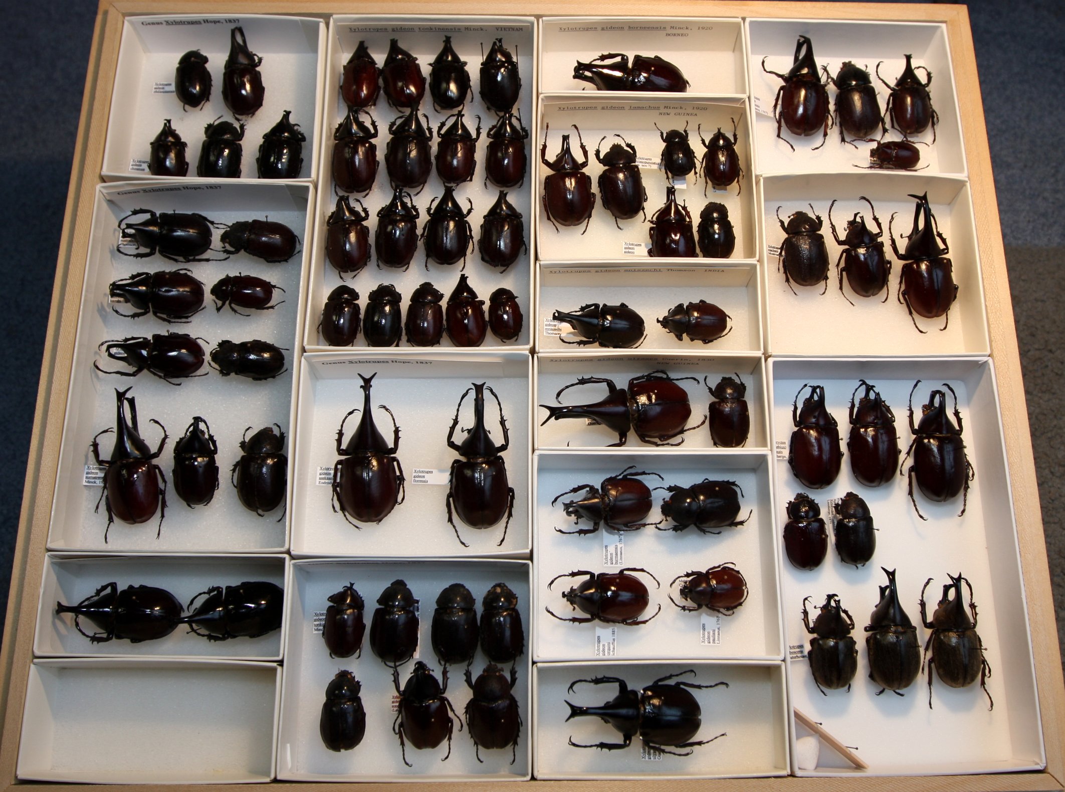 Dynastinae Xylotrupes.JPG