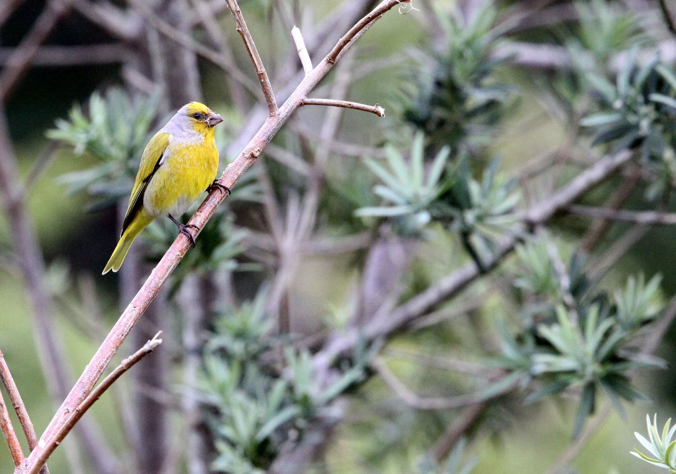 Cape Canary (Serinus canicollis) Cape Town South Africa (5).JPG