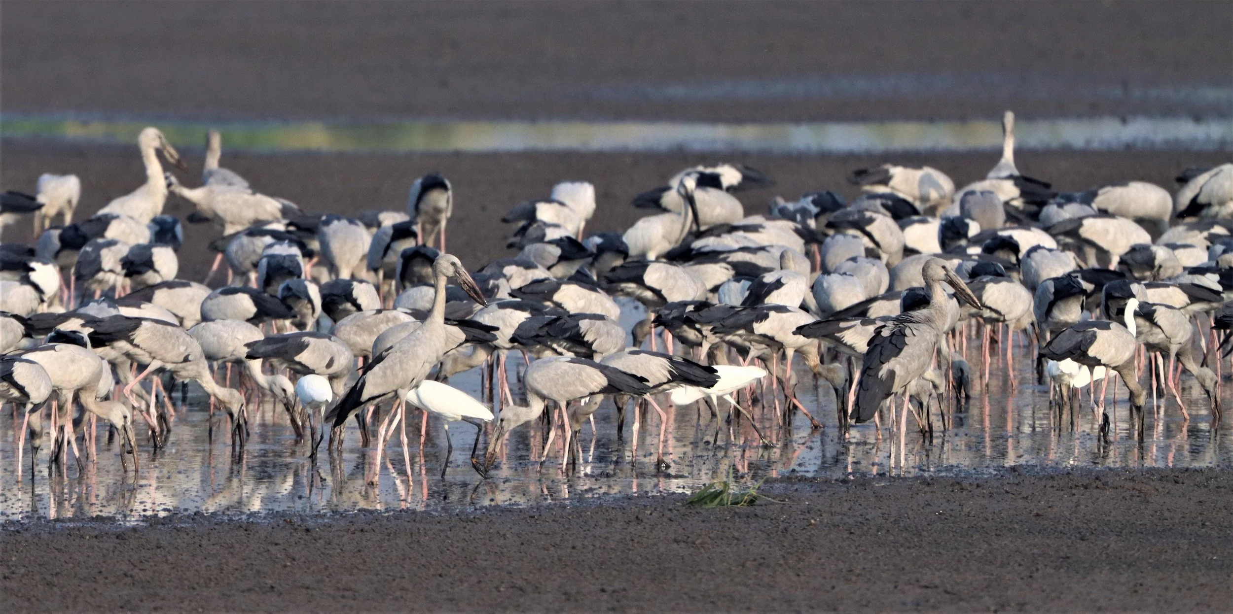 STORK - ASIAN OPENBILL - Anastomus oscitans - BANG KHAEM WETLANDS NAKHON PATHOM (25).jpg