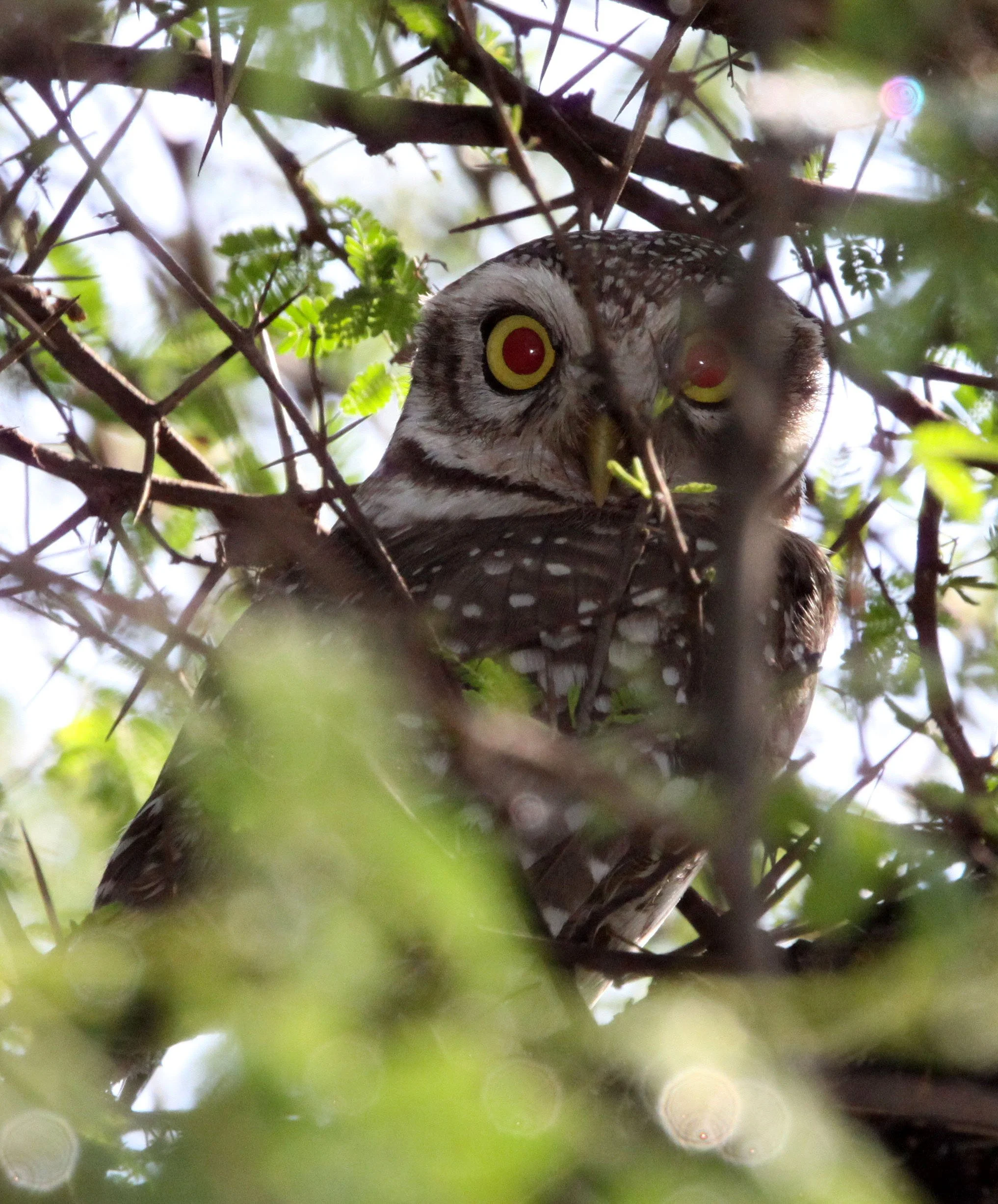 Athene brama - SPOTTED OWLET - GIR FOREST GUJARAT INDIA (11).JPG