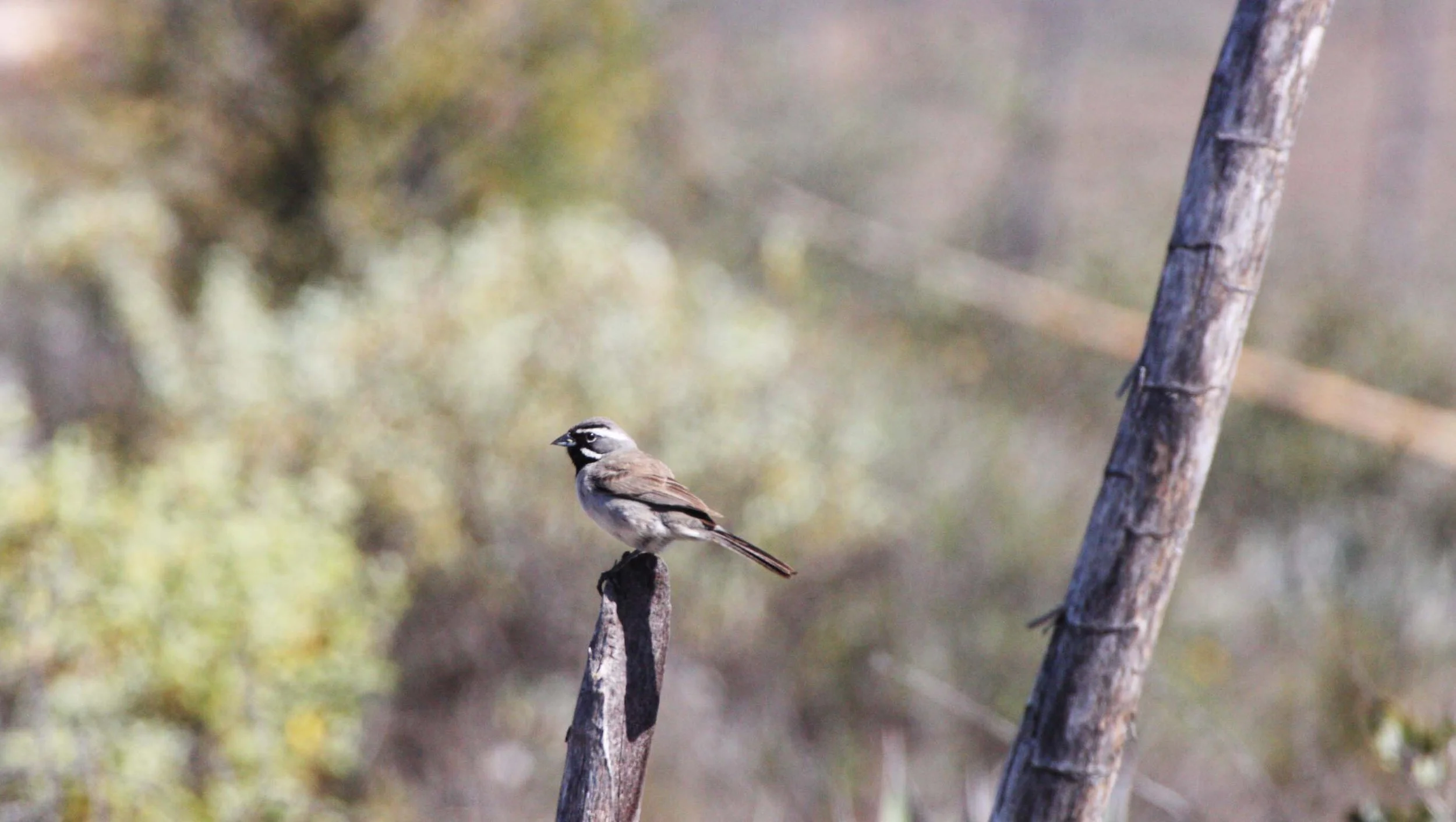 Black-throated Sparrow (Amphispiza bilineata) Catavina Desert Baja Mexico (11).JPG