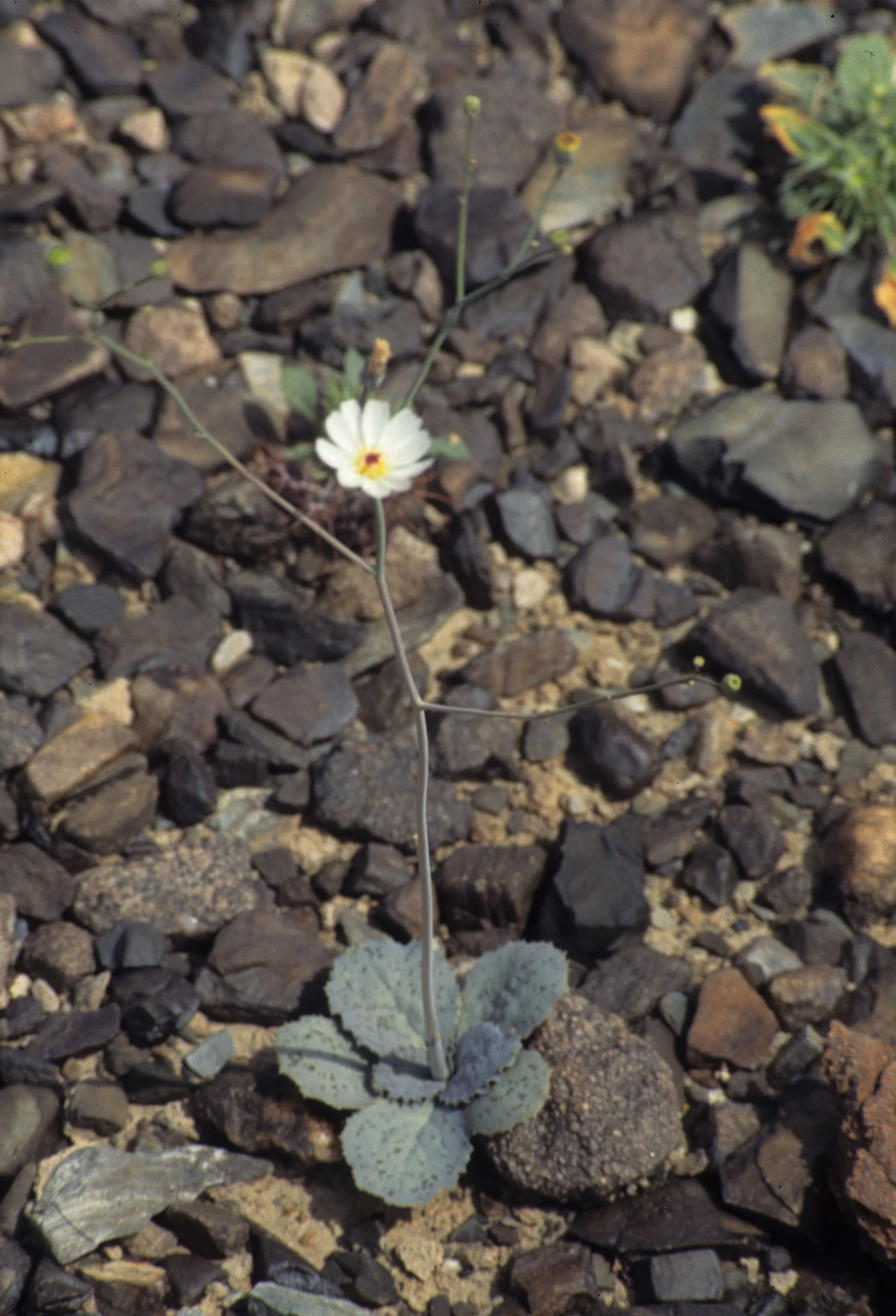 DEATH VALLEY - ATRICHOSERIS PLATYPHYLLA - TOBACCOWEED.jpg