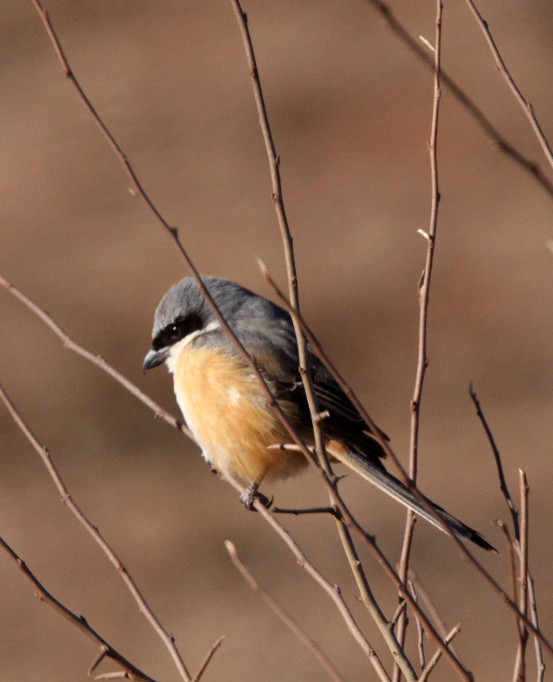 Grey-backed Shrike (Lanius tephronotus) Lijiang Yunnan in surrounding highlands (1).JPG