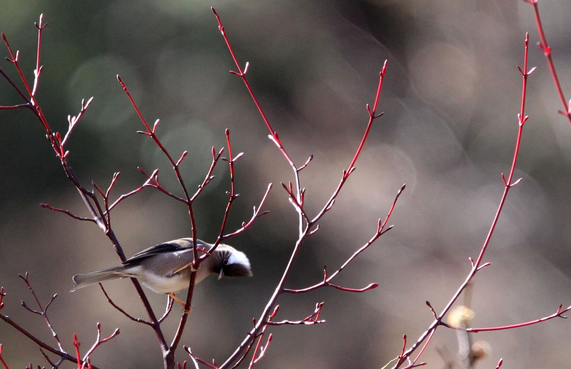 White-collared Yuhina (Parayuhina diademata) Baima Snow Mountain, Yunnan China (1).JPG