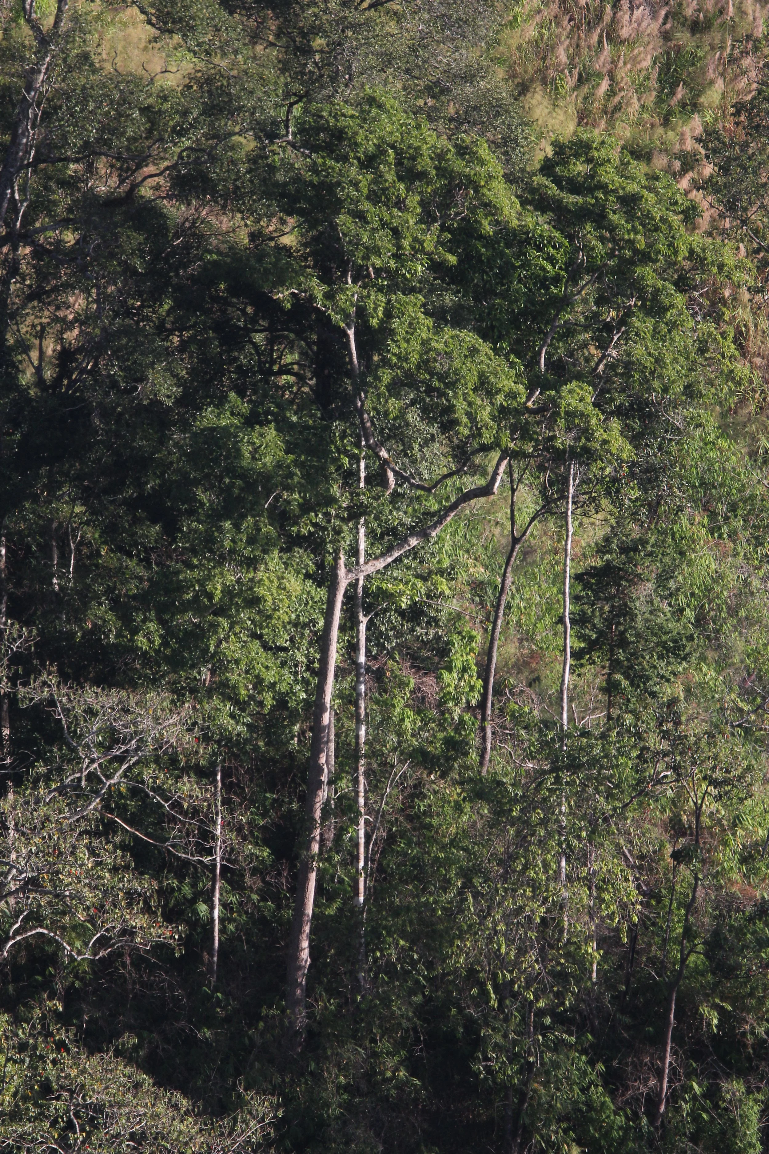 CHONG YEN CAMPSITE, MAE WONG NATIONAL PARK G.JPG