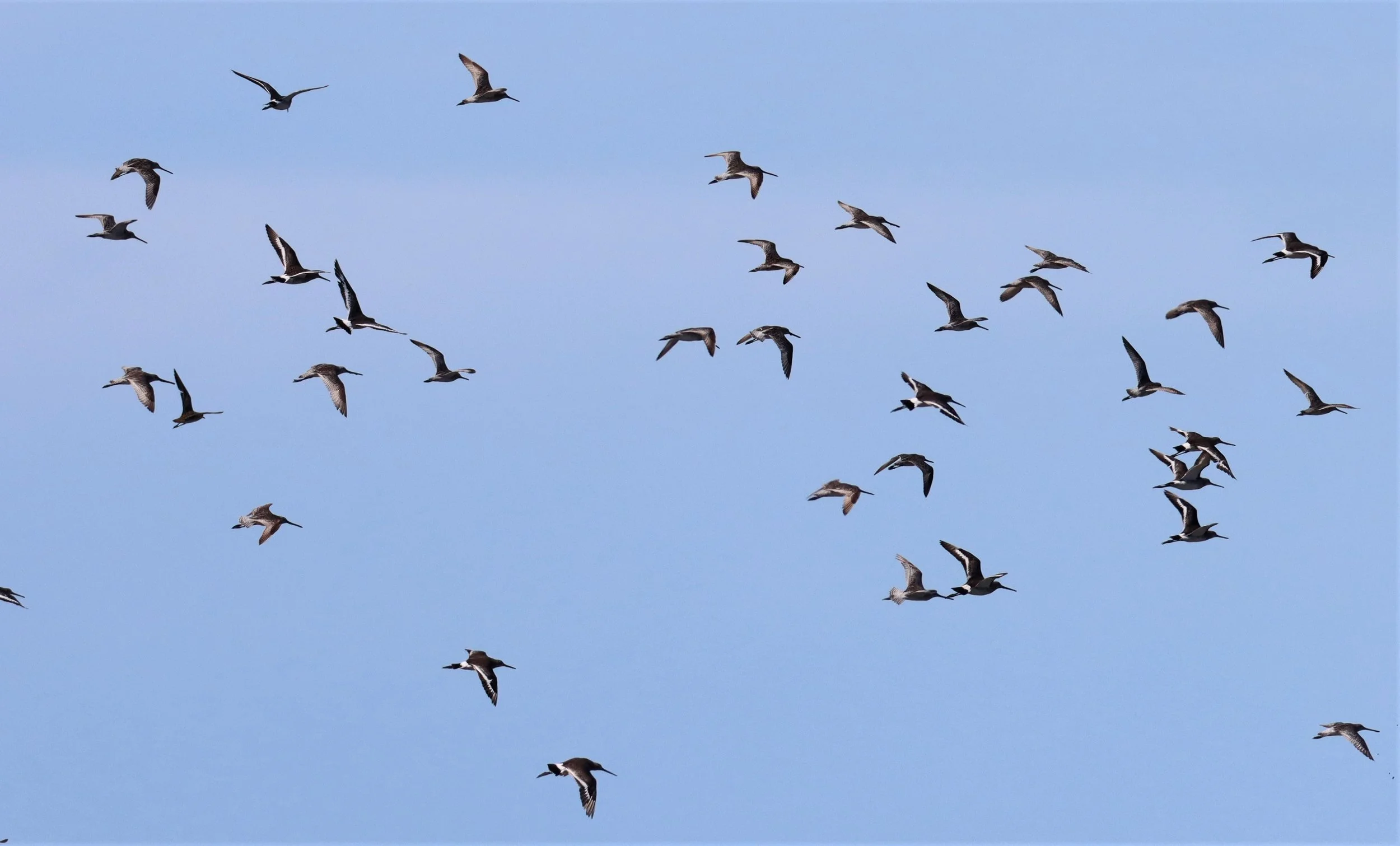 DOWITCHER - ASIAN DOWITCHER - Limnodromus semipalmatus - BLACK-TAILED GODWITS - SAMUT SAKHON (6).jpg