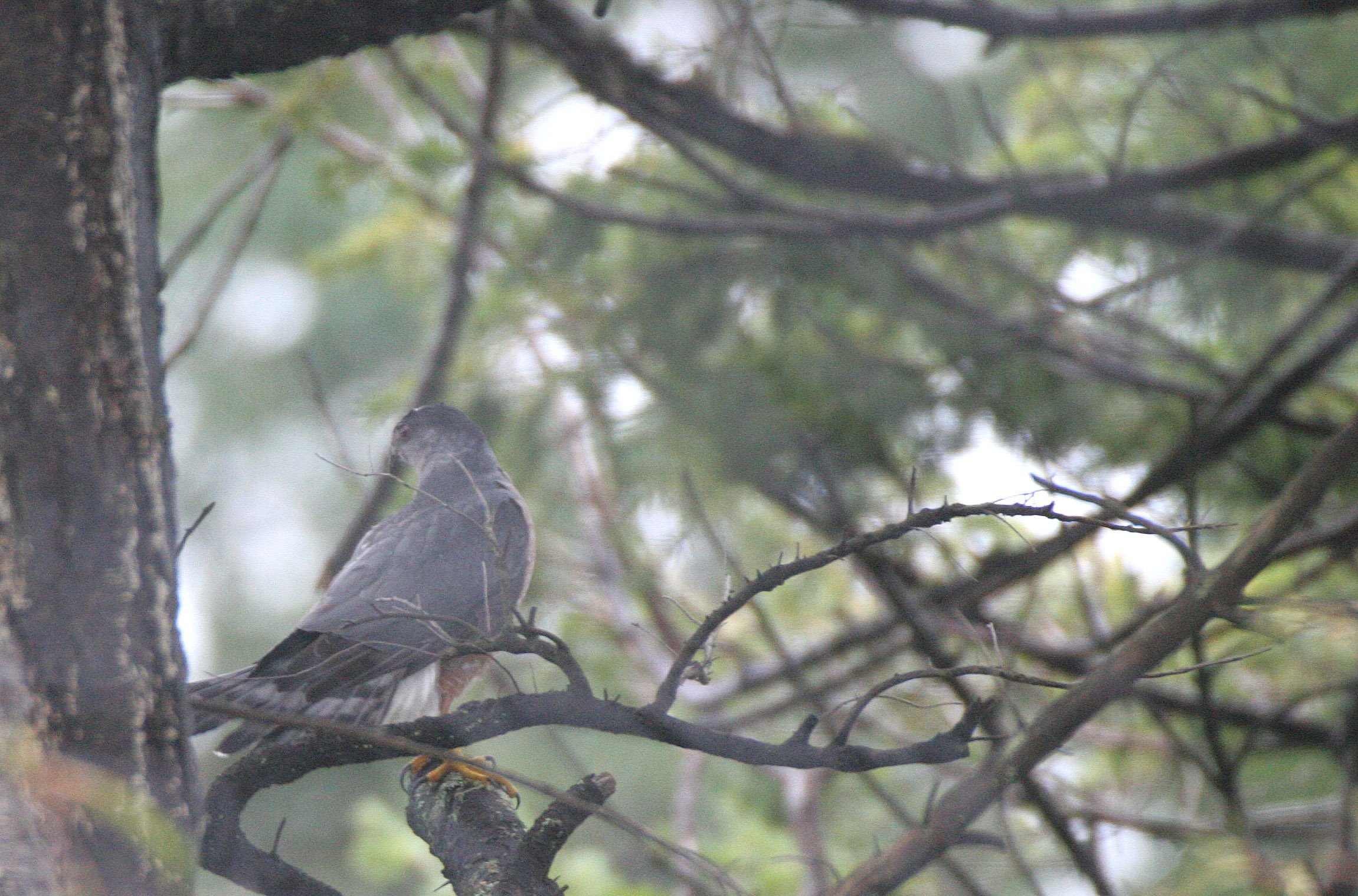 BIRD - HAWK - NORTHERN GOSHAWK - LAKE FARM BLUFFS.jpg