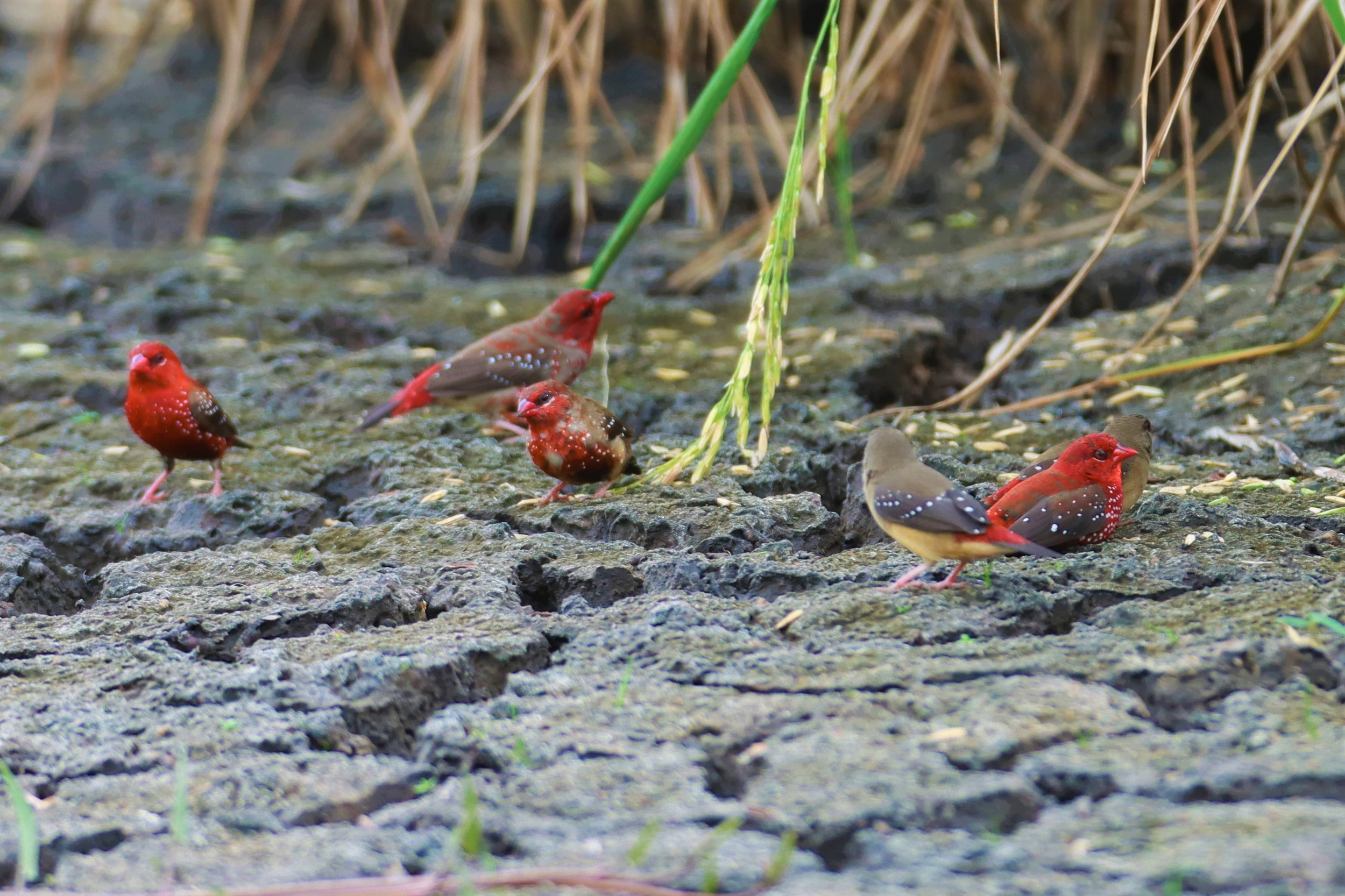 RED AVADAVAT - Amandava amandava - LAT KRABANG THAP YAO RICEFIELDS August 25, 2021 (80).jpg
