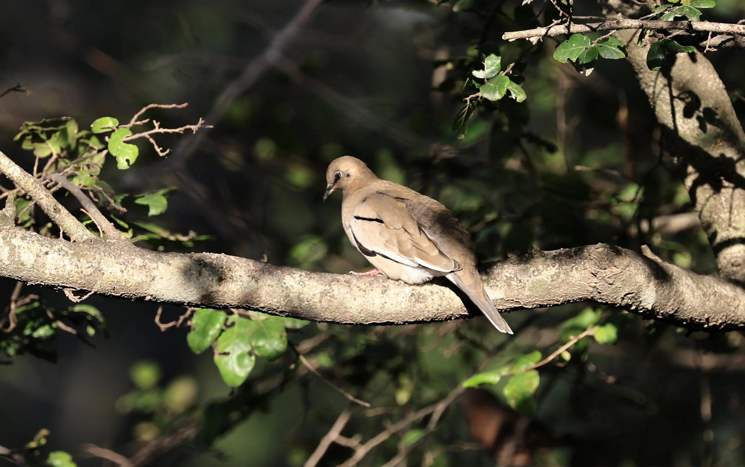 Eared Dove (Zenaida auriculata) Hotel Campestre Iparoma Paraguay  (5).jpg