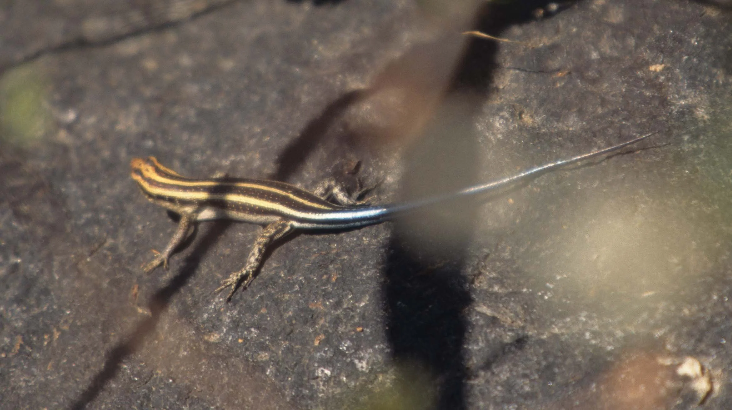 REPTILE- SKINK - KRUGER.jpg