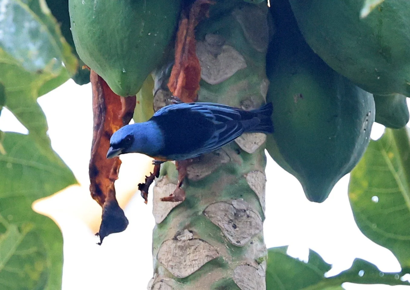 Blue-and-yellow Tanager (Thraupis bonariensis) Estancia Campo'i Paraguay (18).jpg