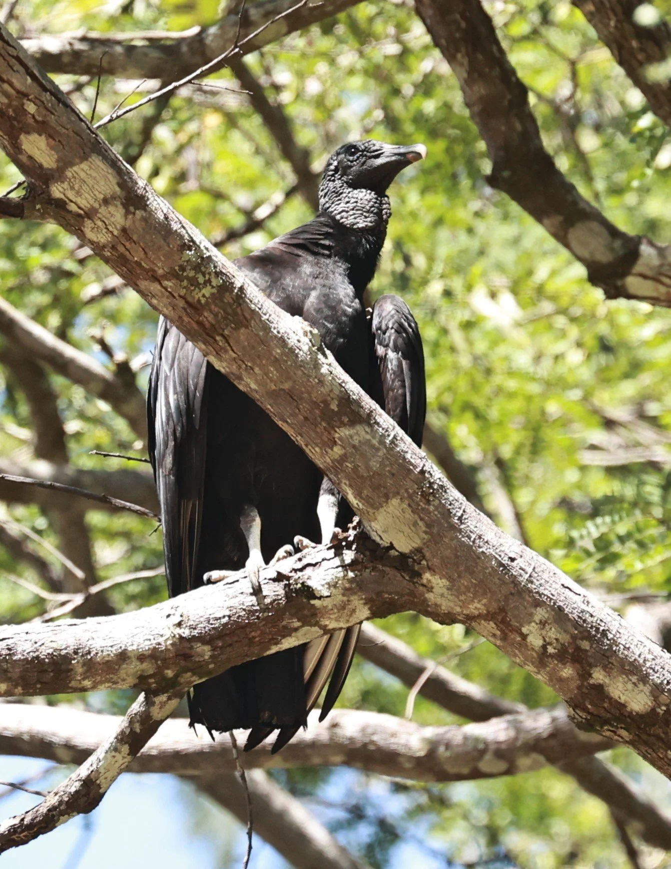 Vulture - Black Vulture - Coragyps atratus - Alfonso Claudio, Espirito Santo, Brazil (5).JPG