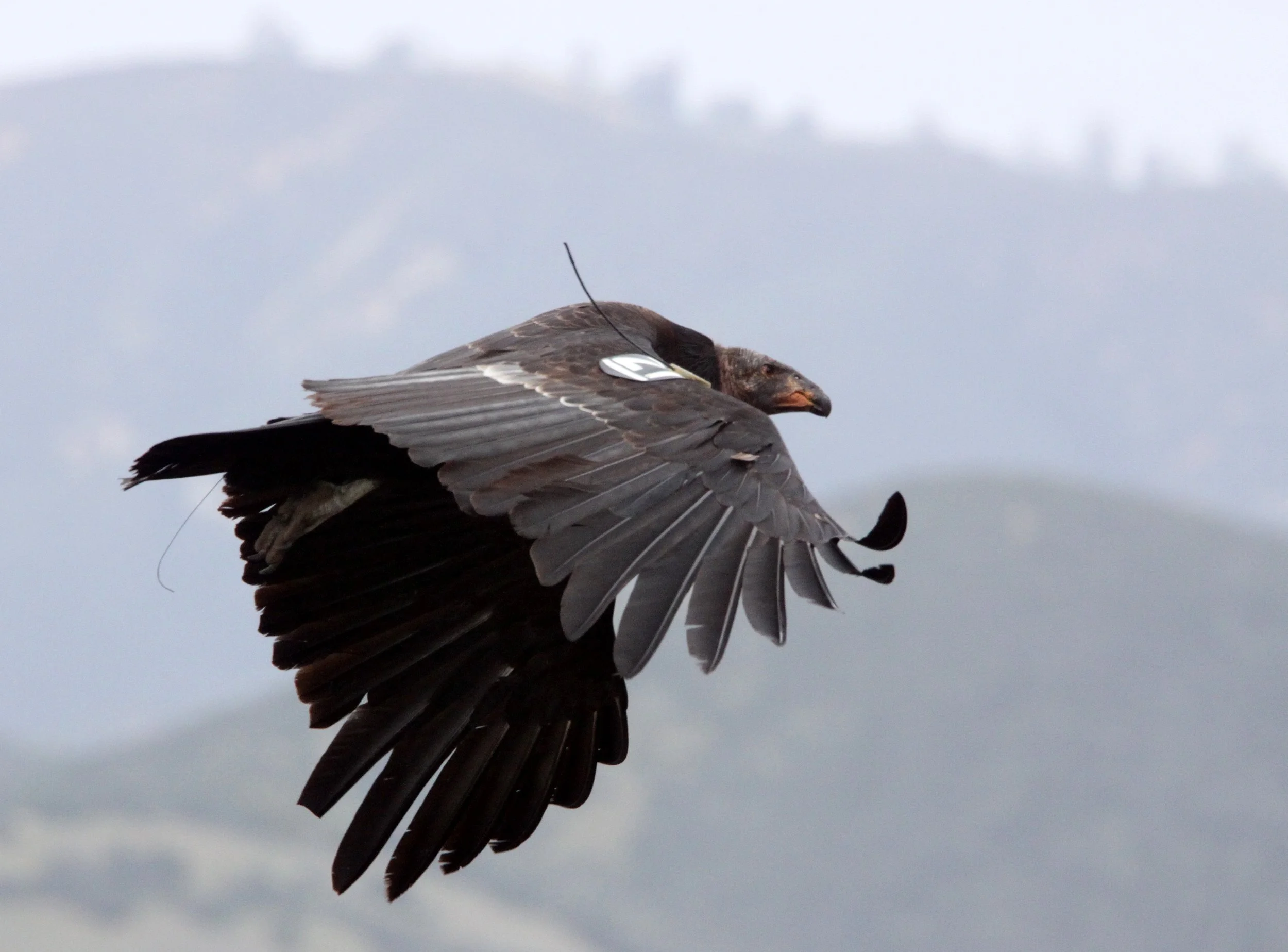 Gymnogyps californianus - CALIFORNIA CONDOR - PINNACLES NATIONAL MONUMENT CALIFORNIA (29).JPG