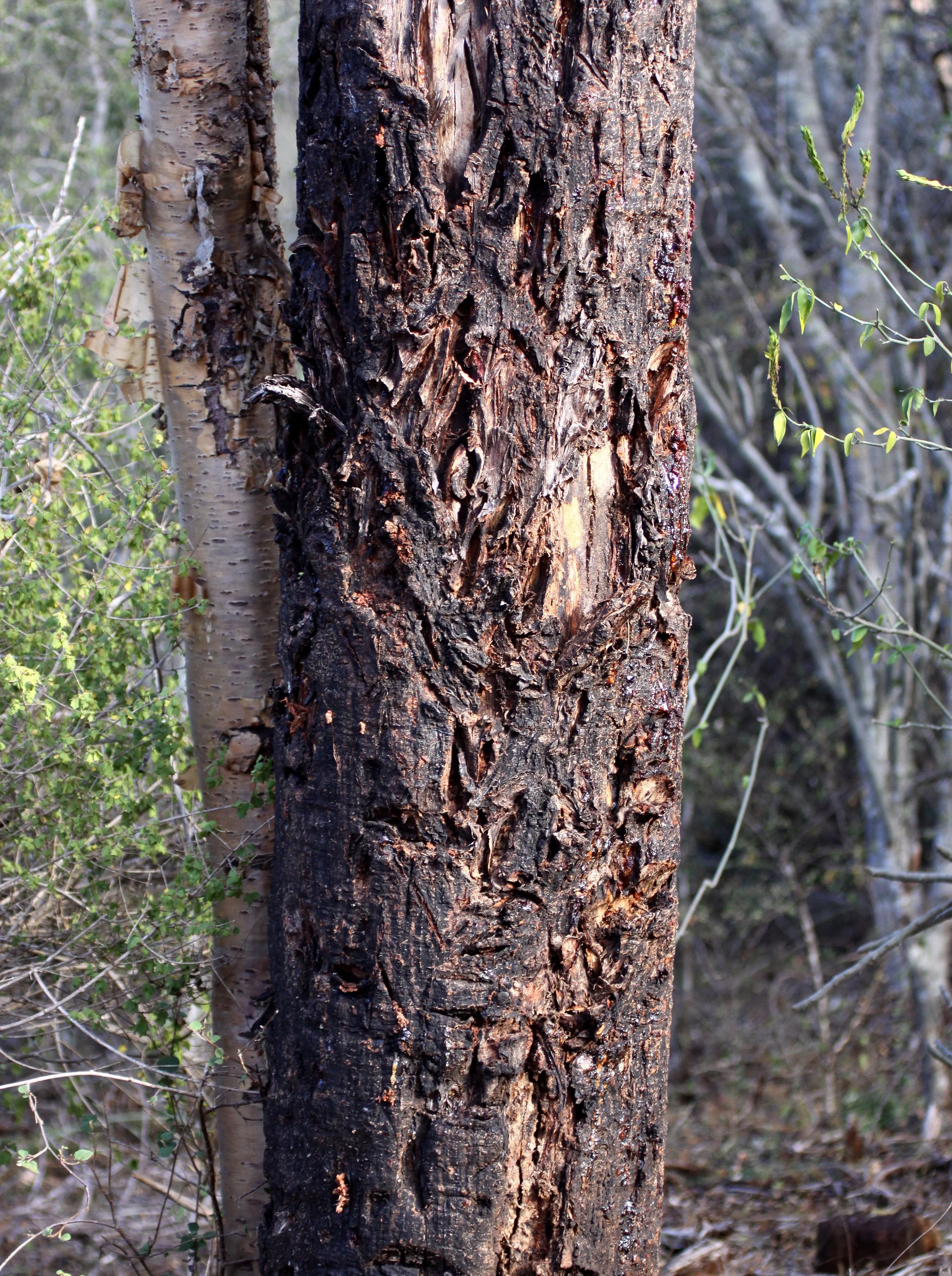 PLANT - TREE SPECIES - ANDOHAHELA NATIONAL PARK MADAGASCAR.JPG