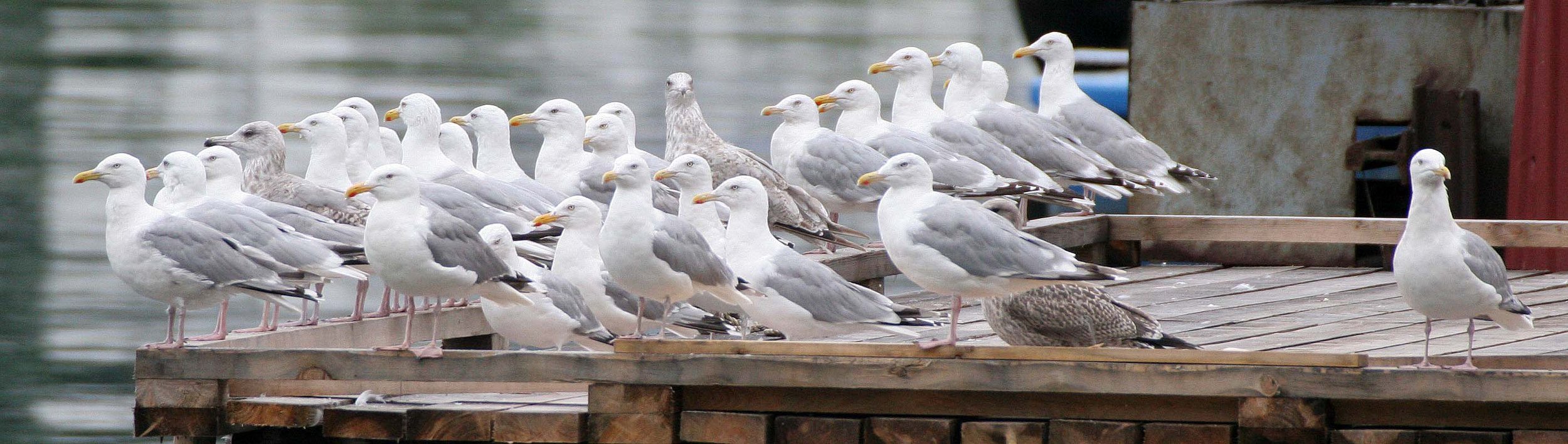 Glaucous Gull