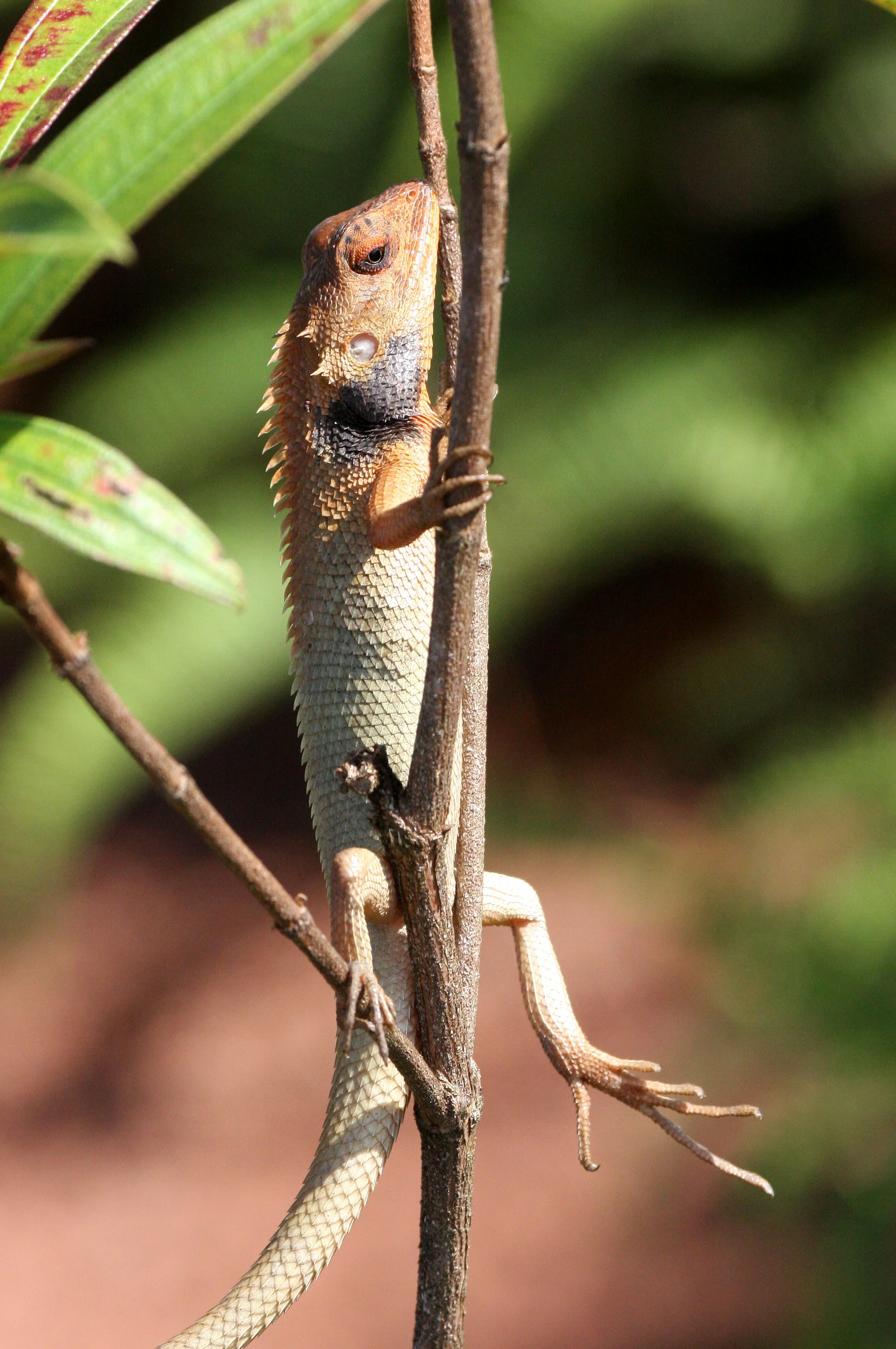 Calotes versicolor  - ORIENTAL GARDEN LIZARD - KRUNG CHIN THALE MOG VIEW POINT THAILAND (12).JPG