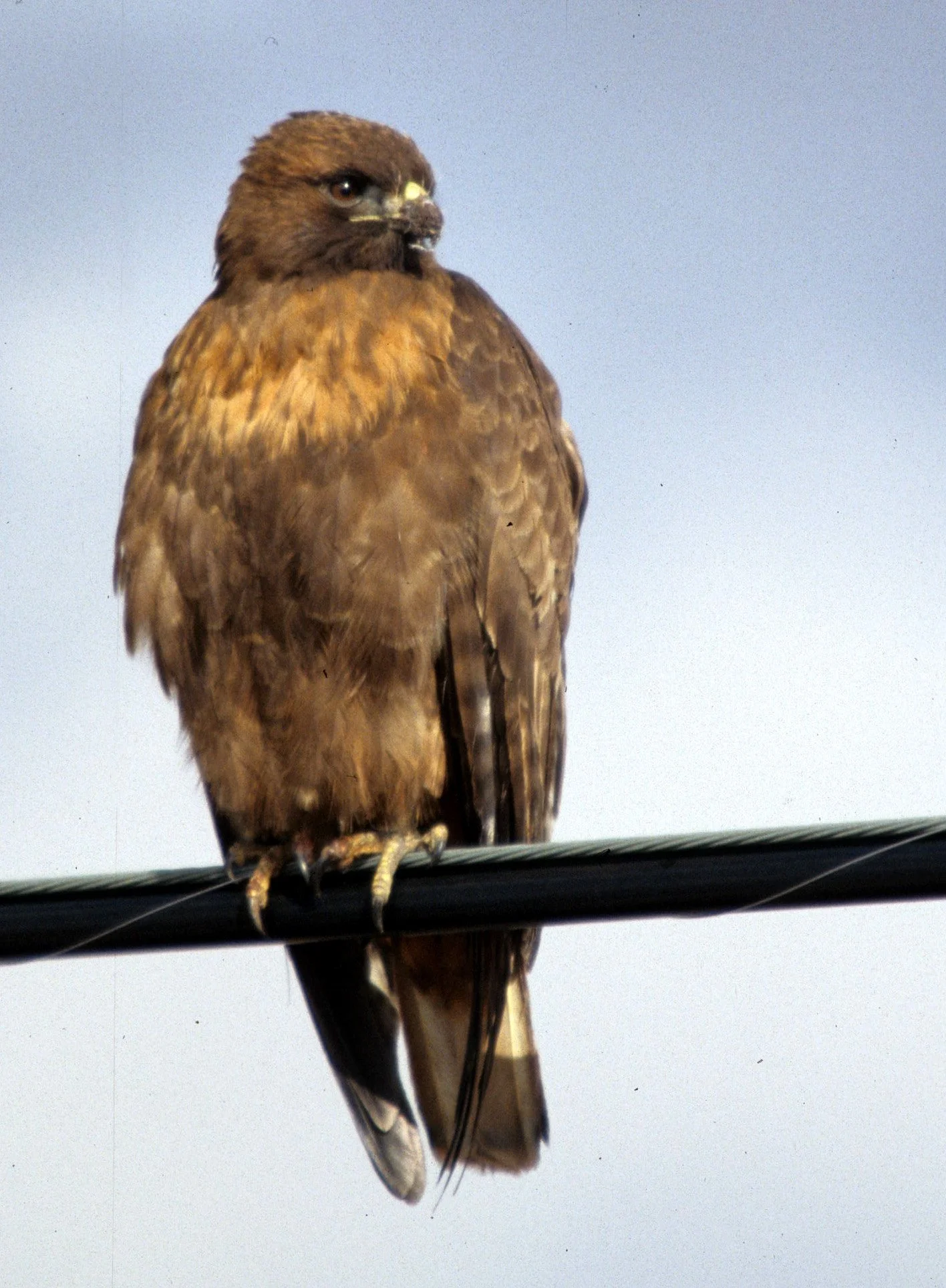 Buteo jamaicensis - RED-TAILED HAWK - KLAMMATH BASIN CALIFORNIA (1).jpg