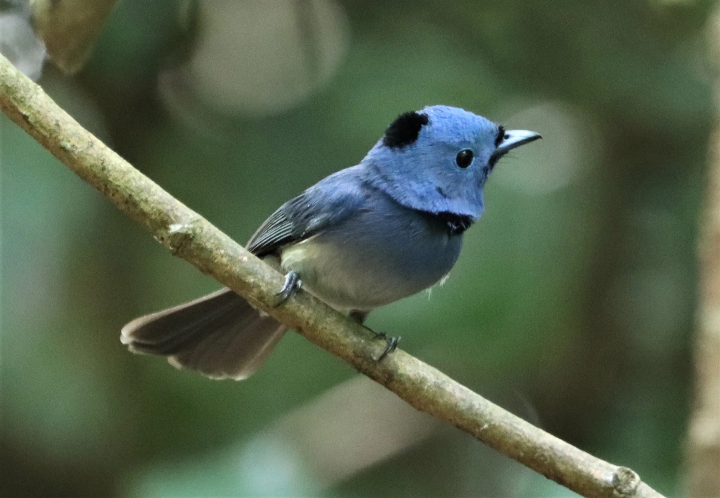 MONARCH - BLACK-NAPED MONARCH - LUNG SIN HIDE KAENG KRACHAN (8).jpg