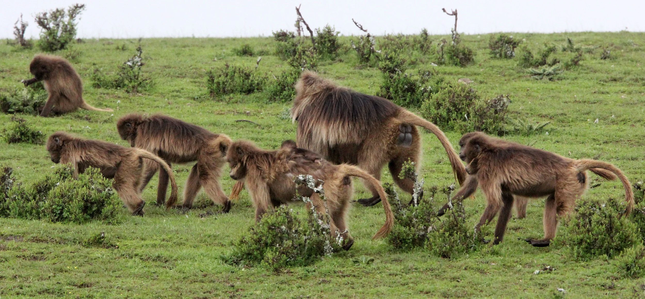 CERCOPITHECIDAE - Theropithecus gelada - GELADA - SIMIEN MOUNTAINS NATIONAL PARK ETHIOPIA (1765).JPG