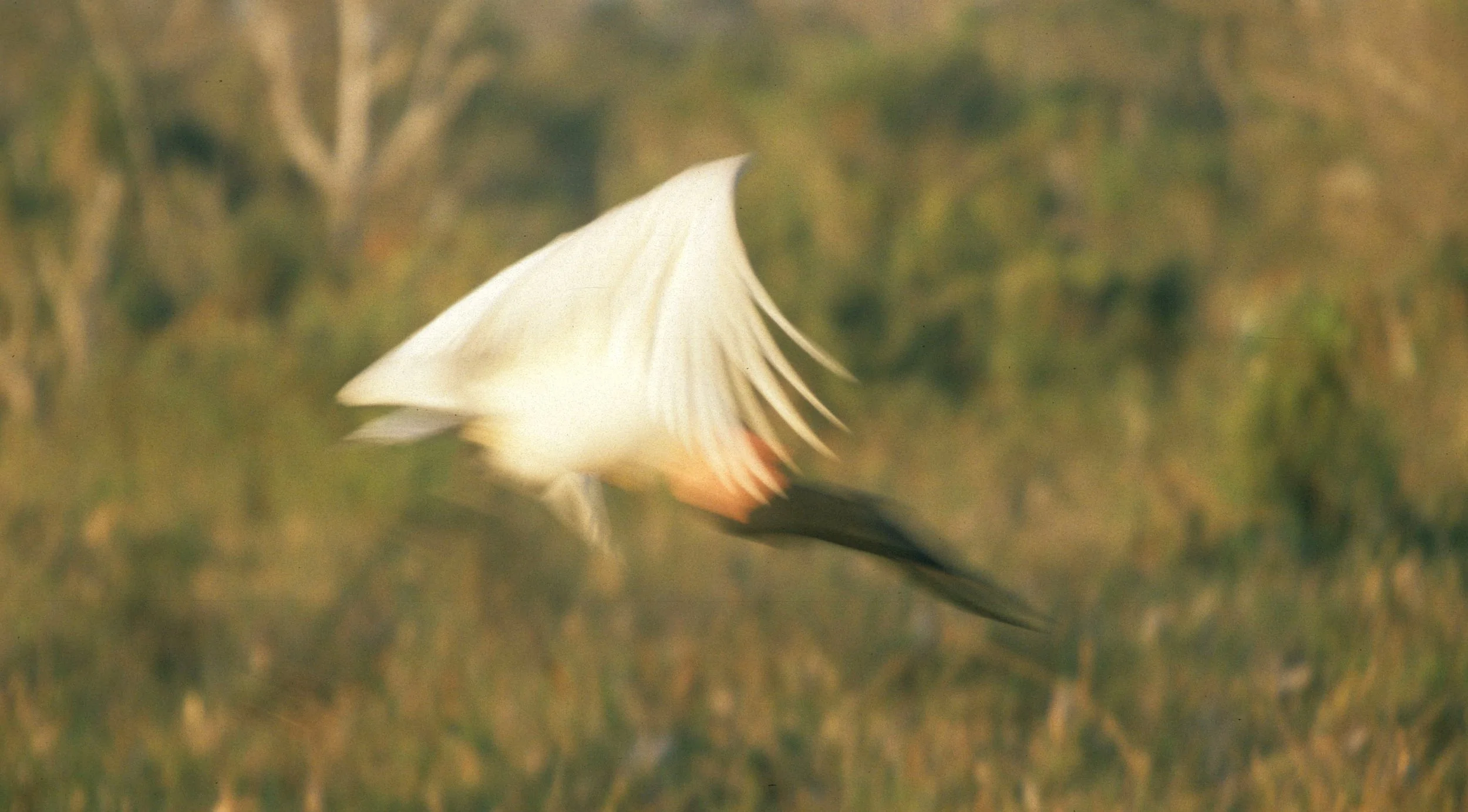STORK - JABIRU - Jabiru mycteria - PANTANAL BRAZIL - MATTO GROSSO (8).jpg
