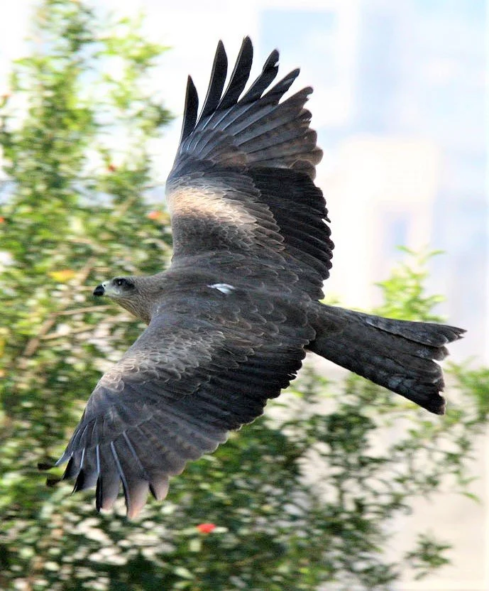 Milvus migrans golvinda - SMALL INDIAN (BLACK-EARED) KITE - AHMEDABAD GUJARAT INDIA aa11.jpg