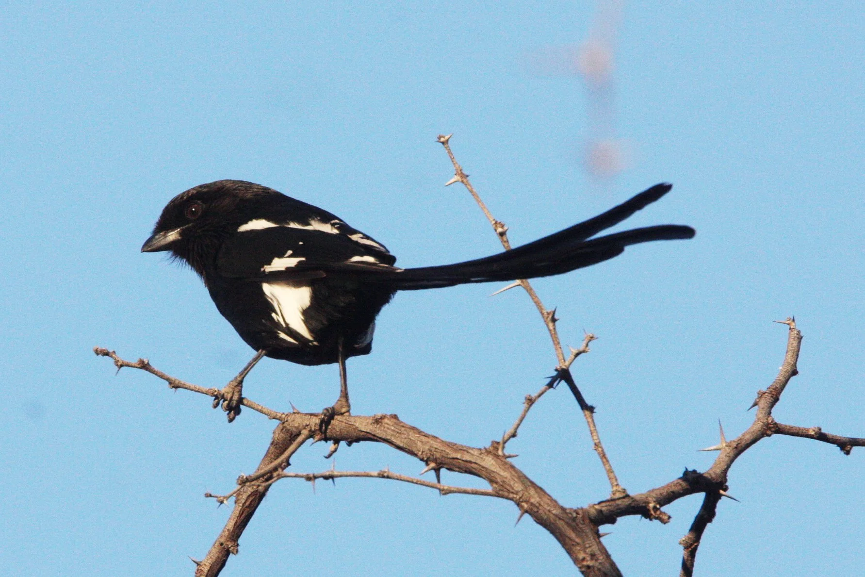 Magpie (Long-tailed) Shrike (Lanius melanoleucus) Khwai Camp Botswana (1).JPG