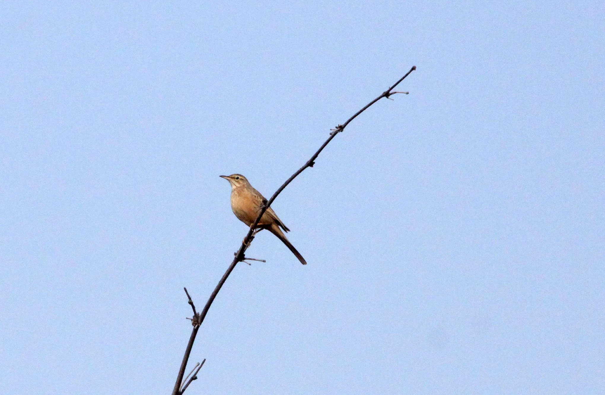 Tawny Pipit (Anthus campestris) BANDHAVGAR NATIONAL PARK INDIA (6).JPG