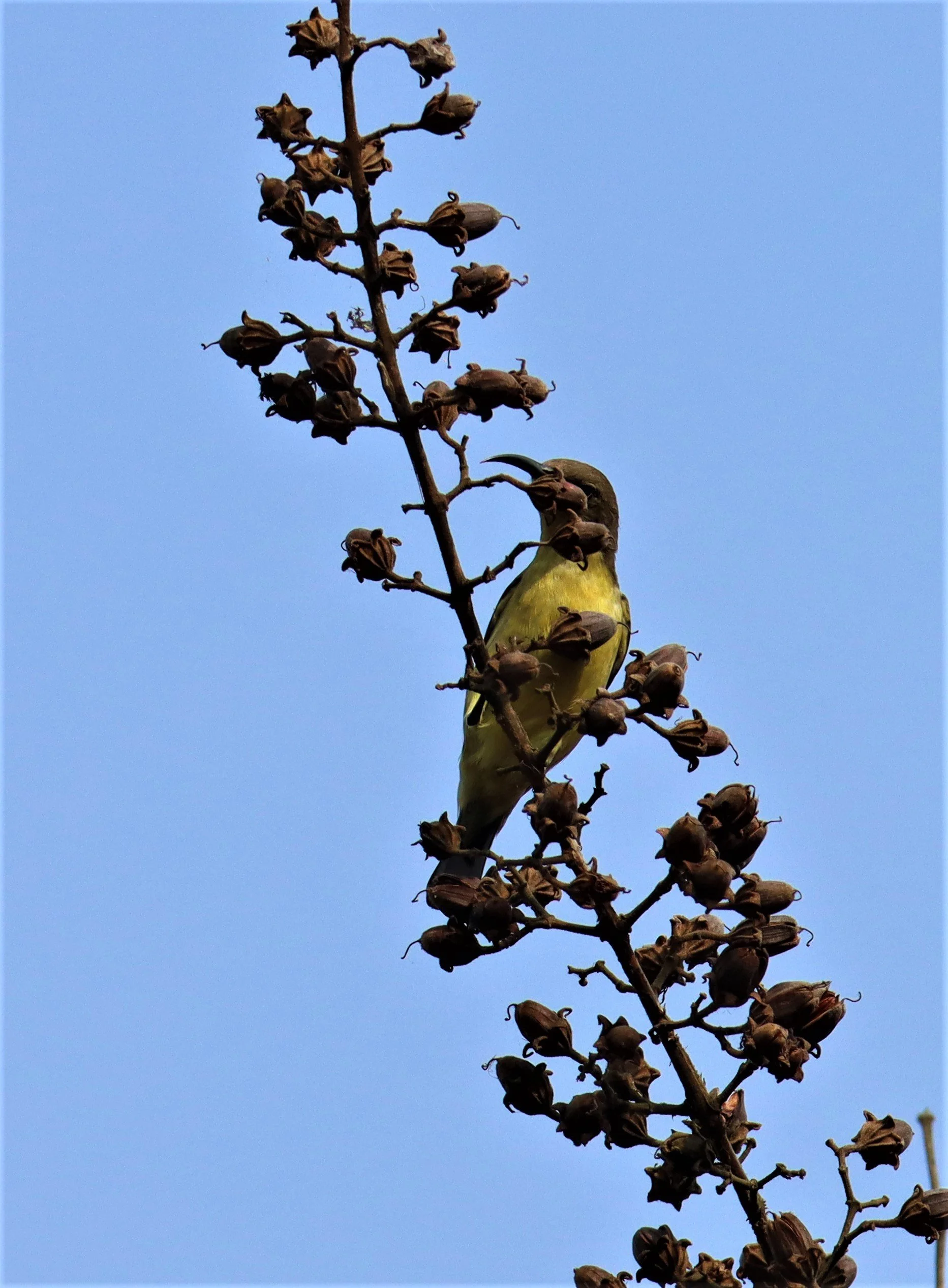 SUNBIRD - OLIVE-BACKED SUNBIRD - Nectarinia jugularis - KHAO YAI NATIONAL PARK THAILAND (1).jpg
