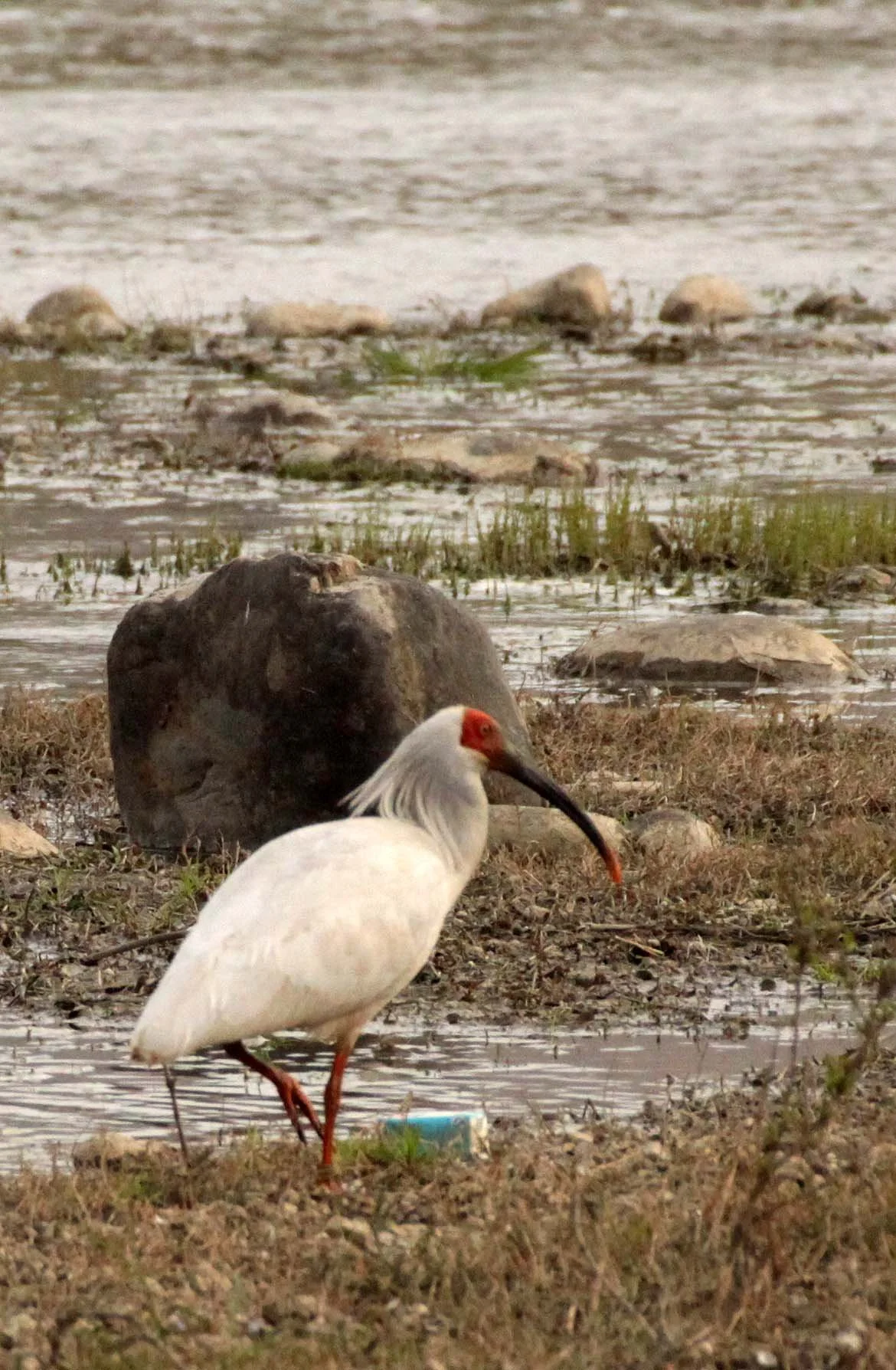 IBIS - CRESTED IBIS - Nipponia nippon - YANG COUNTY SHAANXI PROVINCE CHINA (70).JPG